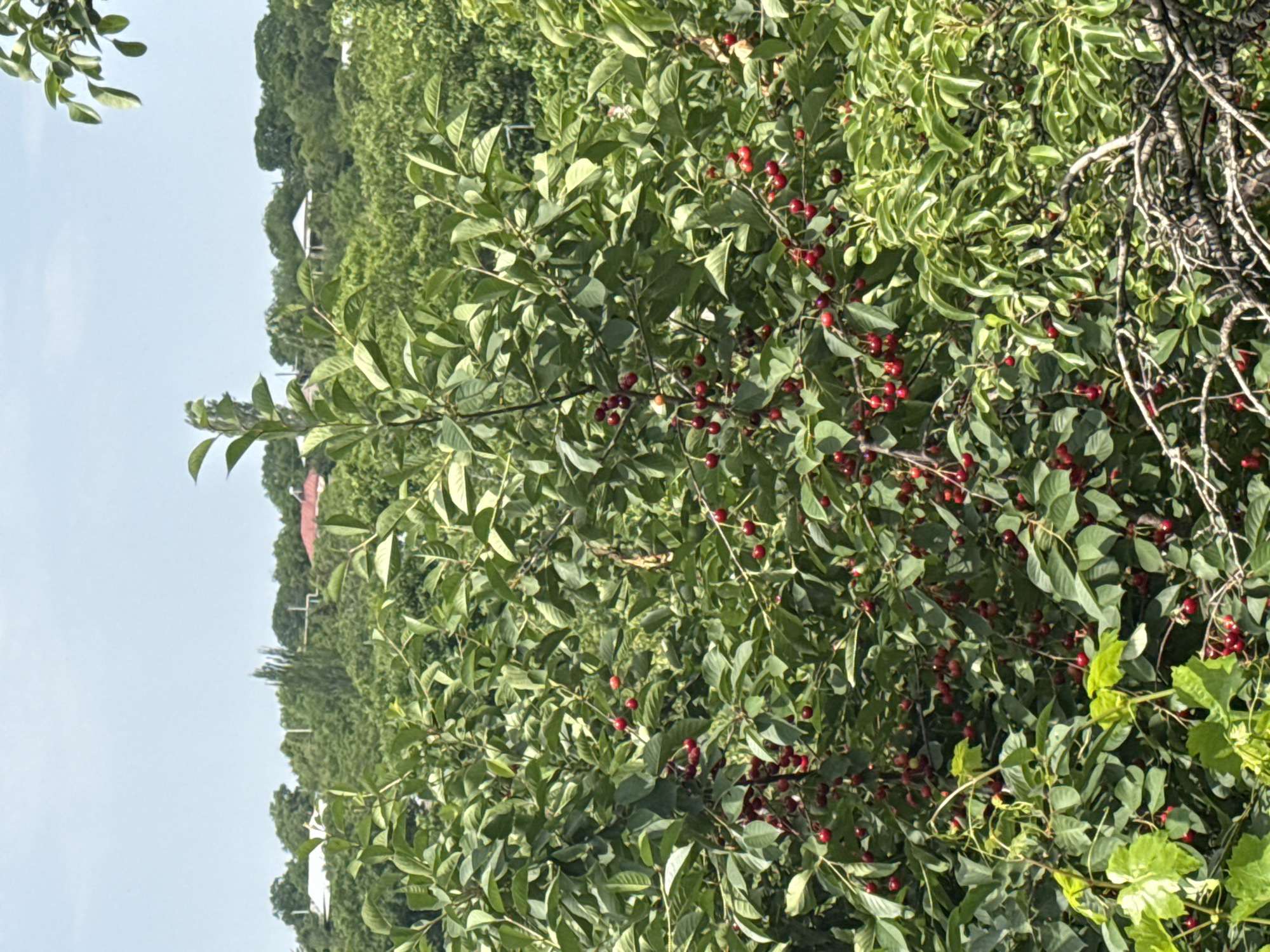 The image is a vertical, medium-distance shot of a cherry tree heavily laden with ripe, red cherries, set against a backdrop of lush green foliage and a hazy, light blue sky. The foreground is dominated by the cherry tree's branches, leaves, and fruit, with some dry, gnarled branches visible at the bottom. The cherries are clustered together, some hanging individually and others in small bunches, appearing ripe and ready for harvest. The leaves of the tree are a vibrant green, with some lighter green leaves in the mid-ground and background. In the distance, peeking through the trees, are several rooftops of houses, some with white roofs and others with red. A few bare trees are also visible amongst the green foliage, and the overall impression is one of a rural or semi-rural setting, possibly a backyard or orchard, in a sunny climate. The image is taken from a slightly elevated perspective, looking down into the cherry tree.