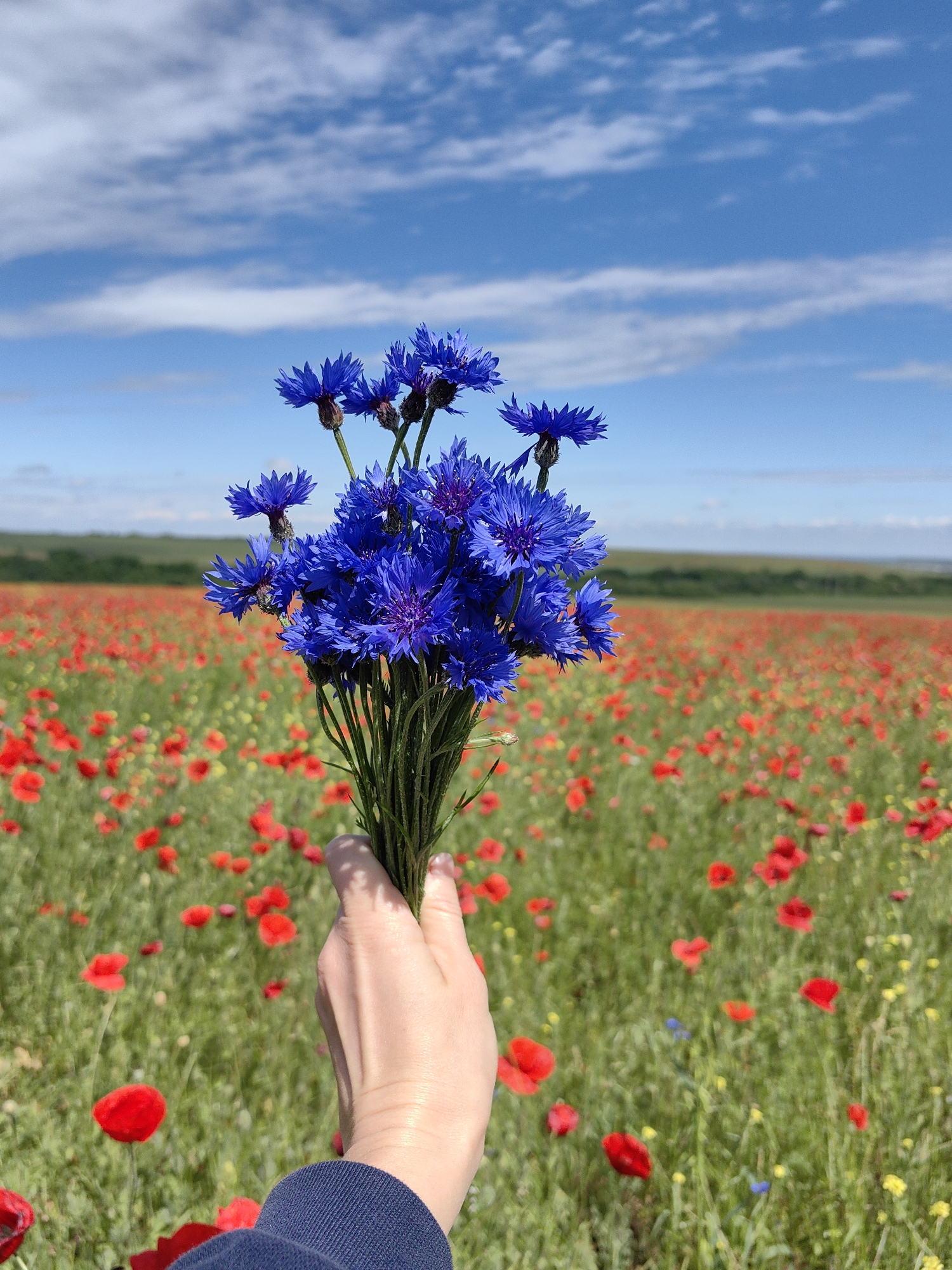 A person's hand holds a bouquet of bright blue cornflowers in a field predominantly filled with red poppies. In the background, the scene expands into a vast field speckled with these red flowers, stretching to a horizon where a band of green trees is visible. Above, a blue sky dotted with scattered white clouds completes the rural scene. The location is likely within Ароматновское сельское поселение, Ukraine, given the context.