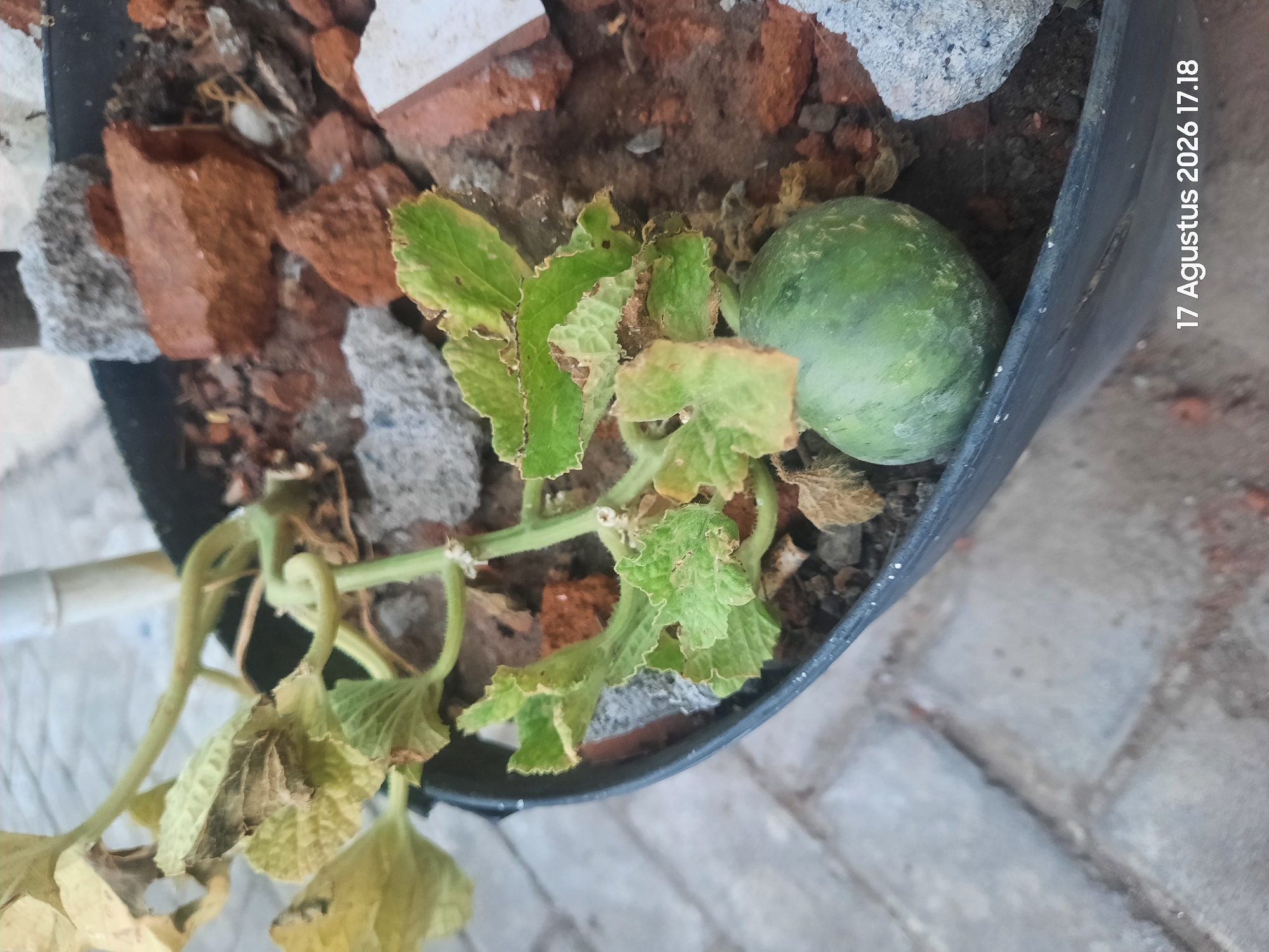 The image shows a small, green, unripe melon growing in a black pot. The melon is situated among dry soil, broken bricks, and rocks. The plant's leaves are a mix of green and yellow, with some appearing dry and curled at the edges. The pot is placed on a paved surface made of light-colored bricks. A date and time stamp, "17 Agustus 2026 17.18", is visible in the lower right corner, suggesting the image was taken in Sukokerto, Indonesia, on that date and time.