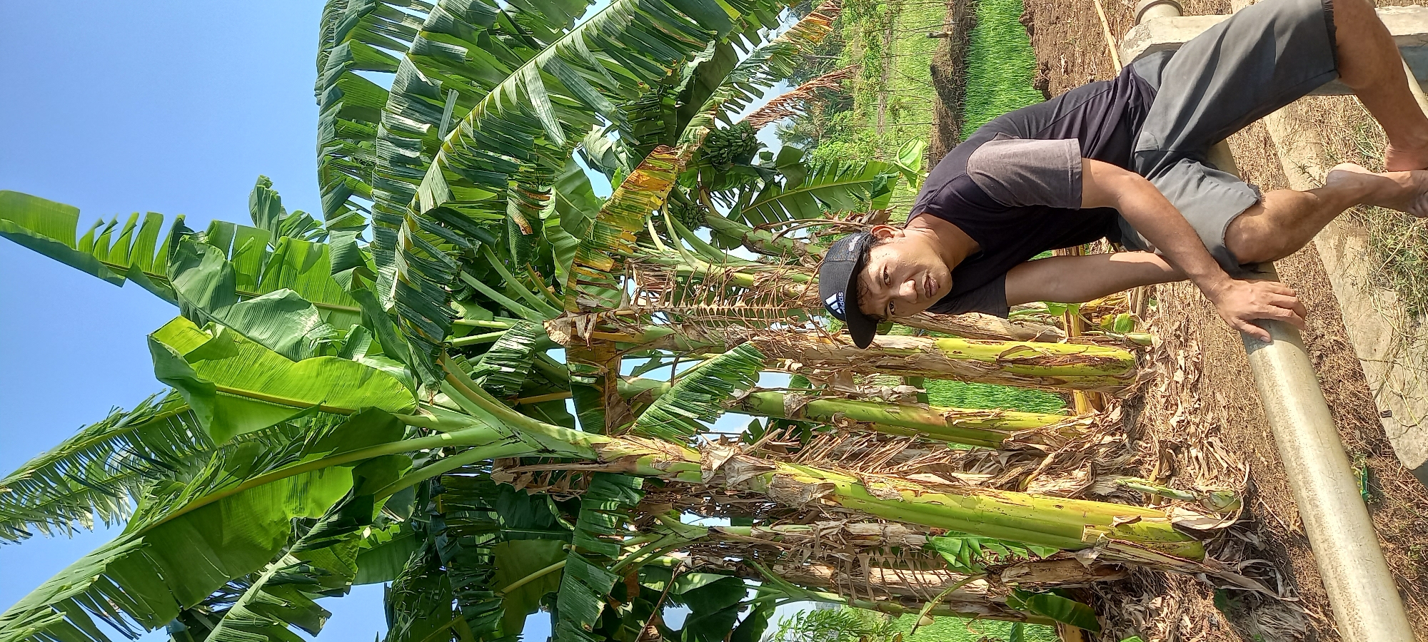 A man wearing a black and grey t-shirt and grey shorts sits on a concrete pipe in front of a cluster of banana trees. He is wearing a black baseball cap with an Adidas logo. The background shows a field of green crops and a clear blue sky. The scene is outdoors, likely in a rural area such as Sidamulya, Indonesia, given the presence of banana trees and agricultural fields.