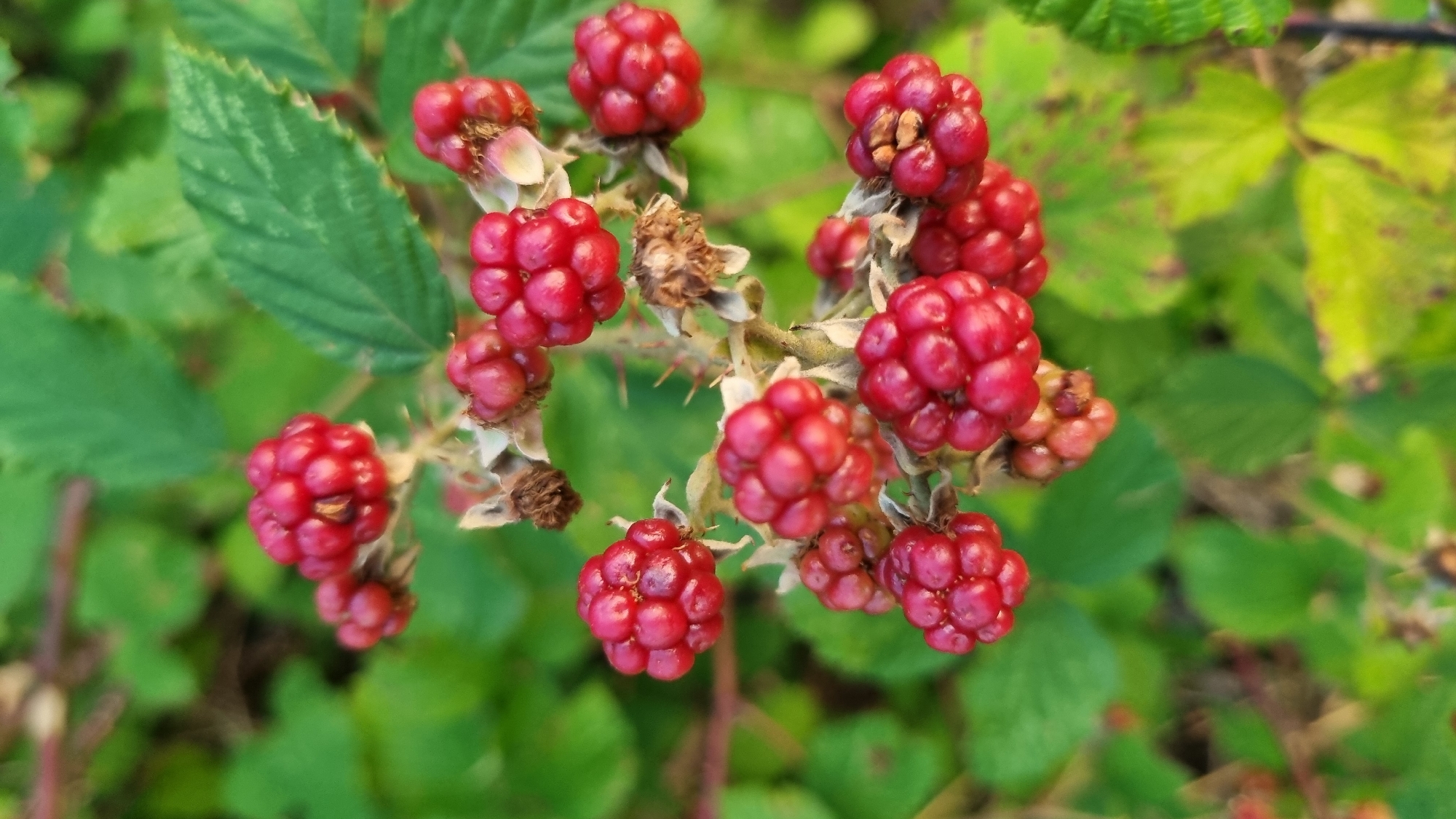 The image shows a close-up of several ripe blackberries on a vine against a blurred green background of foliage. The blackberries are a deep red color and appear to be clustered together. Some of the berries have individual drupelets clearly visible. The vine has small, prickly thorns. The overall lighting suggests it is daytime, possibly late afternoon or early morning due to the soft light. There is no indication of human presence or any specific location within the city of Berehove, Ukraine.