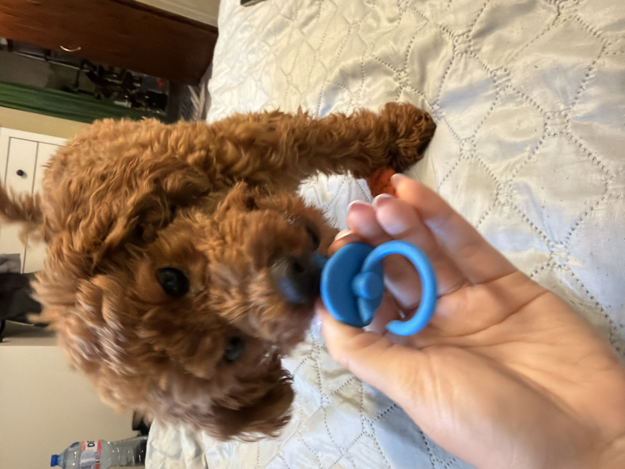 A brown poodle puppy is on a bed reaching for a blue pacifier held by a hand in the foreground. The puppy's fur is curly and textured. The bed appears to be covered with a quilted, light-colored comforter. In the background, a white dresser, a dark wooden closet door, and a bottle of water on a surface are visible. The scene is indoors, suggesting a residential setting. There is no indication of the specific location in the city of Sofia, Bulgaria.