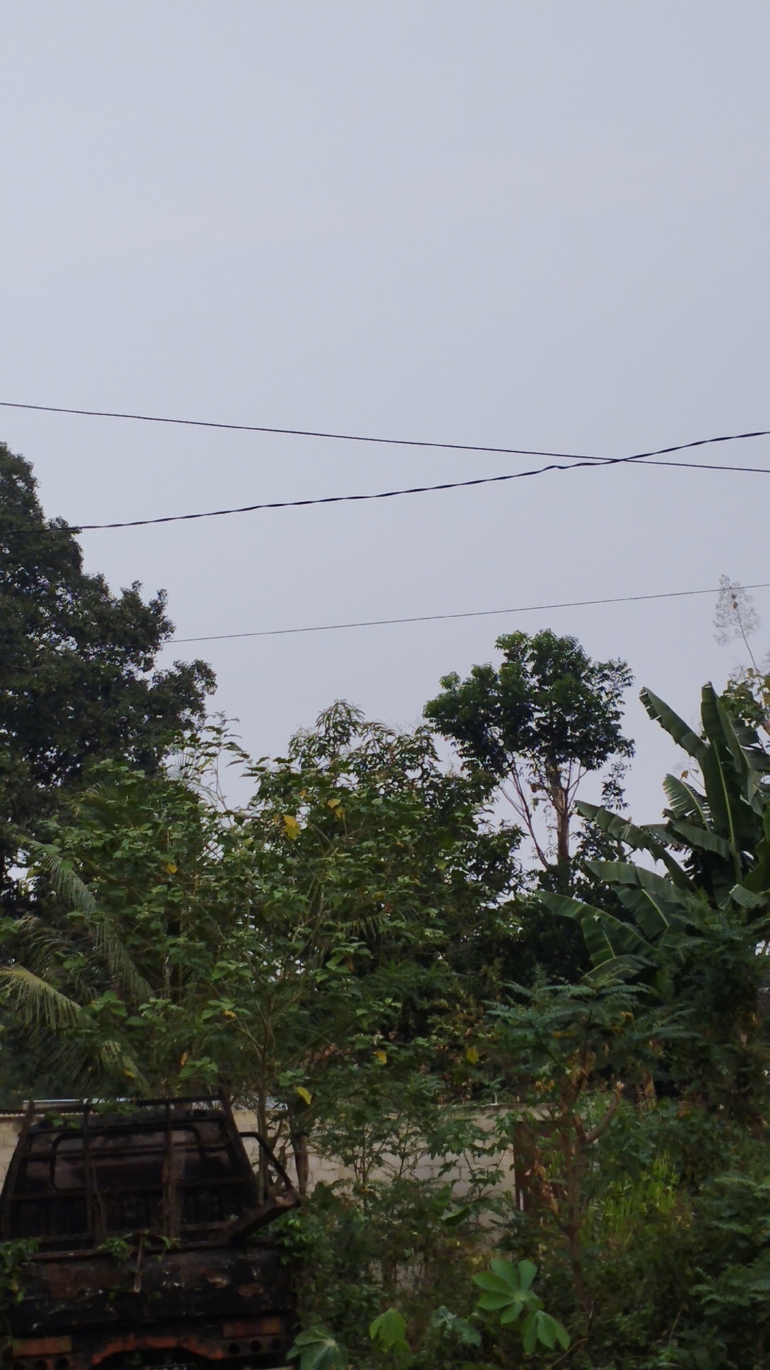 This is a vertical, full-shot, outdoor photograph taken in Setono, Indonesia. The image captures an overcast sky with two dark, thin electrical wires running horizontally across the upper portion of the frame. Below the sky, a dense arrangement of various trees and foliage dominates the scene. On the far left, a partially visible, dark, weathered, and likely abandoned truck is present, covered in rust and overgrown with vines. The truck appears to be a utility vehicle with a visible bed structure. The rest of the frame is filled with lush green vegetation, including large-leafed plants, trees with smaller leaves, and what appear to be banana trees on the right side. The overall impression is one of natural overgrowth surrounding man-made elements.