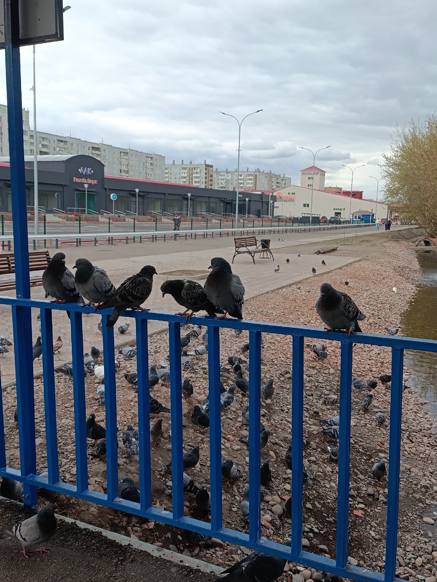 The image shows a flock of pigeons in an urban setting. Several pigeons are perched on a blue metal fence, while many more are on the ground. In the background, there are buildings, including one with the sign "MAK" in Russian, a pedestrian walkway, benches, a street, and some sparse trees. A body of water is visible on the right side of the image, potentially a pond or a section of a river. The sky is overcast. The location is Krasnoyarsk, Russia.