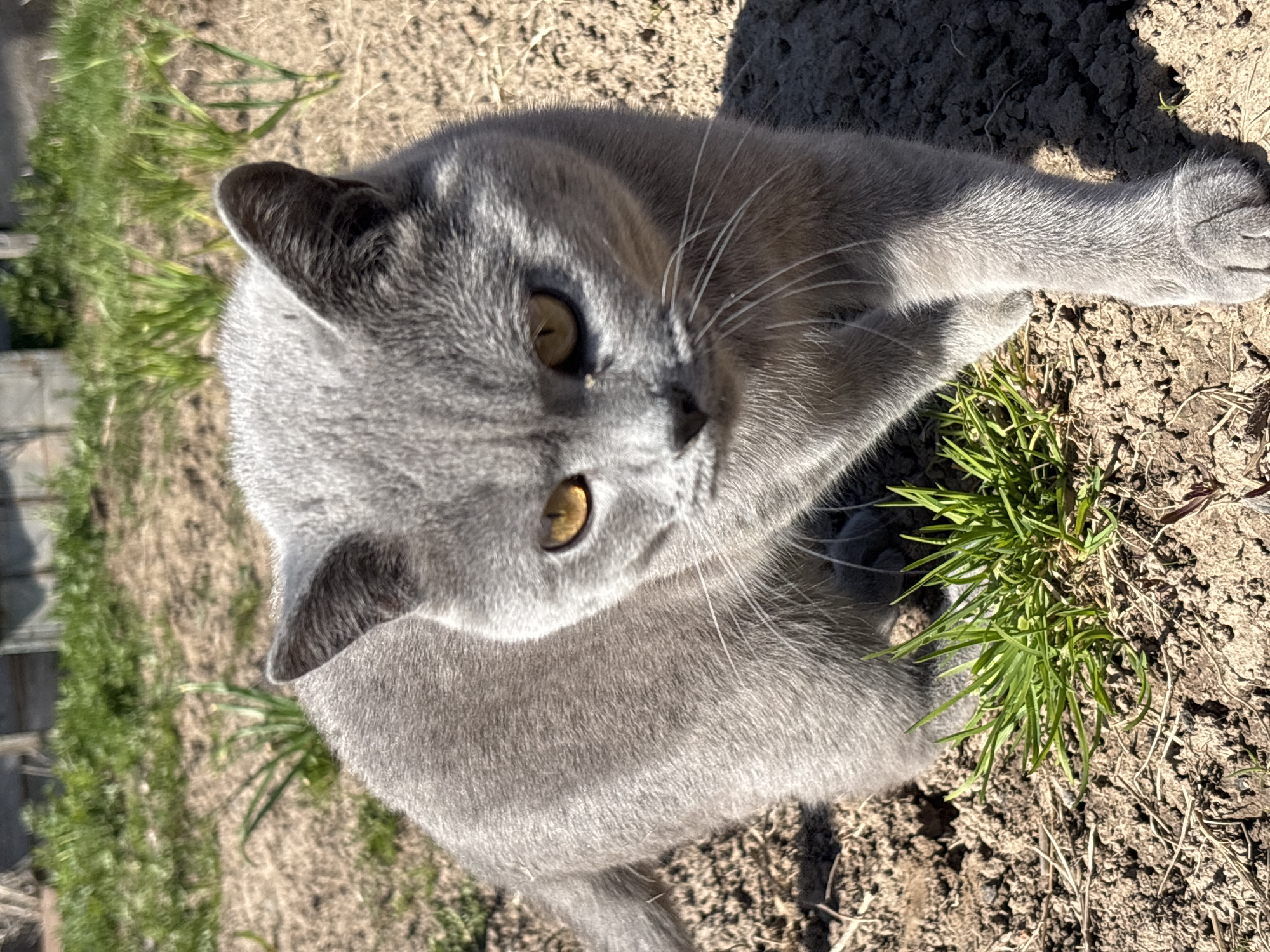 A gray cat is lying on the ground with grass nearby in Фоки, Russia. The cat has amber eyes and is looking towards the camera. The ground is bare with some patches of grass.