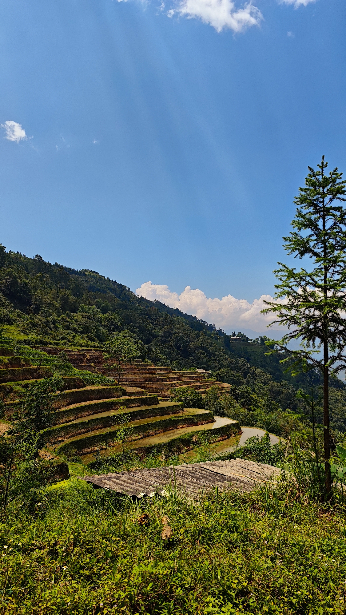 The image depicts rice terraces in a mountainous region, likely near the city of Vinh Quang, Vietnam. The terraces are stepped into the hillside, with some holding water. A lush green forest covers the upper part of the hill. In the foreground, there is dense foliage and a weathered corrugated roof-like structure. A tall, thin pine tree stands on the right. The sky is bright blue with scattered white clouds. There are no people visible in the scene.
