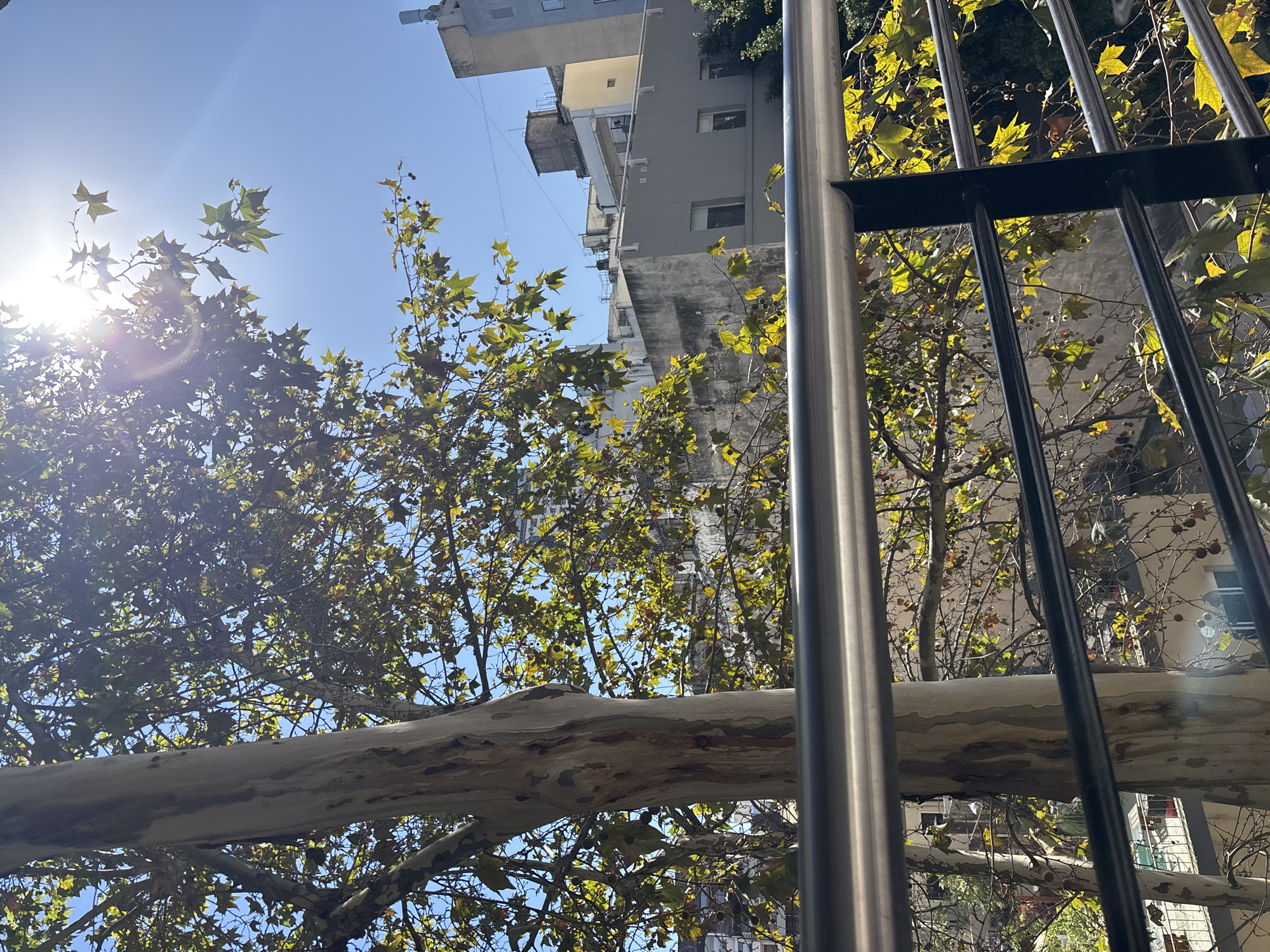 The image presents an upward-looking view of an urban landscape, characterized by abundant tree foliage and architectural structures under a bright sky. In the foreground, on the right side and stretching along the bottom, a metallic fence with both vertical and horizontal bars partially frames the scene. A prominent, thick tree branch with mottled, light-colored bark (creamy white, grey, and light brown) extends horizontally across the lower part of the frame, positioned behind the fence.
The midground is filled with the dense canopy of trees, identifiable as plane trees due to their distinctive palmate leaves and small, round, spiky seed pods. The leaves exhibit a mix of green and golden-yellow hues, suggesting late summer or early autumn. Bright sunlight streams through the foliage from the upper left, creating a prominent sun flare and illuminating the leaves.
In the background, under a clear, azure sky, several multi-story buildings are visible. These structures feature varying facades in shades of grey, white, and yellow, with visible windows and balconies, typical of urban residential or commercial architecture. The perspective emphasizes the verticality of the buildings against the bright sky.
The scene depicts a clear, sunny day, likely midday or early afternoon given the high position of the sun. The type of trees and the architectural style are consistent with the urban environment of Buenos Aires, Argentina. There is no visible human activity or text within the image.