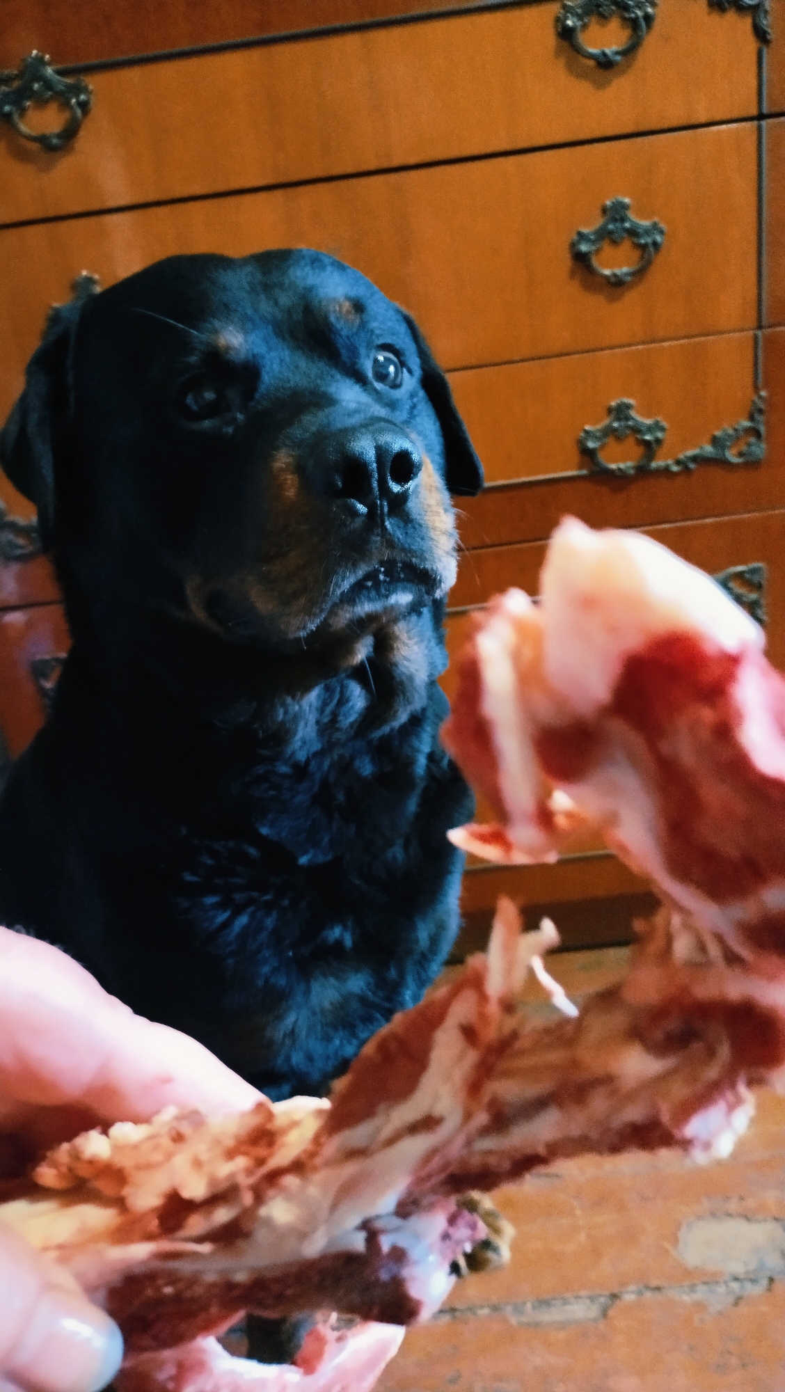 A Rottweiler dog is looking at a human hand holding a bone in front of it. The dog is black with brown markings on its face and chest. It is sitting and its head is turned to the left, looking intently at the bone. The bone is partially consumed and appears to be a raw meat bone. The background is a wooden dresser with decorative metal handles. The scene is lit by artificial light, creating some shadows and highlights. The image was taken indoors, likely in a residential setting. There is no information in the image that indicates its location in the city of Horishni Plavni, Ukraine.