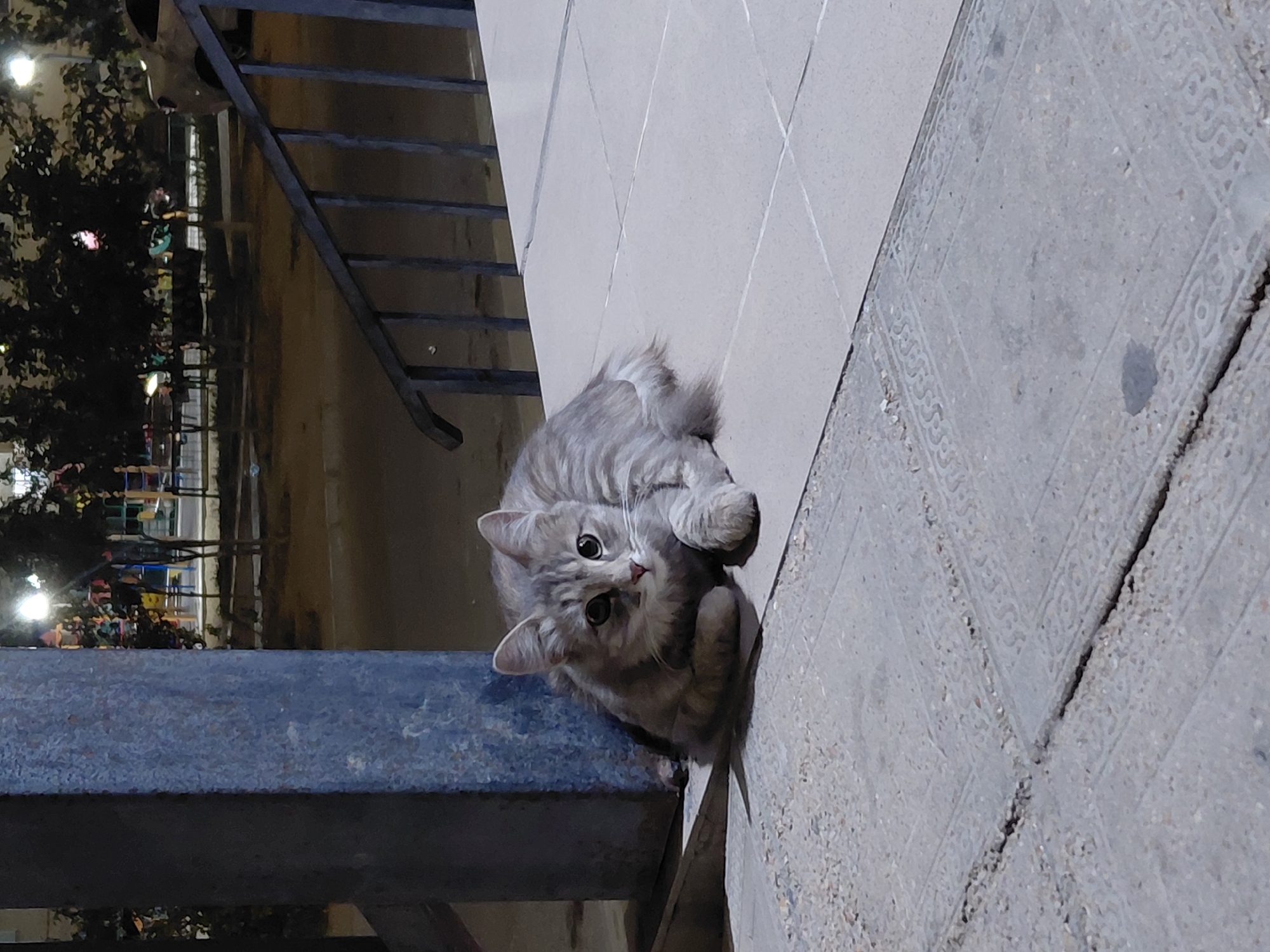 A light gray tabby cat is lying on a tiled surface next to a blue, textured pillar. The cat is looking at the camera with its paws tucked underneath its body. In the background, there are trees, a playground, a fence, and a vehicle. The scene appears to be outdoors, possibly at night, given the artificial lighting. The image's metadata indicates it was taken in Aktau, Kazakhstan.