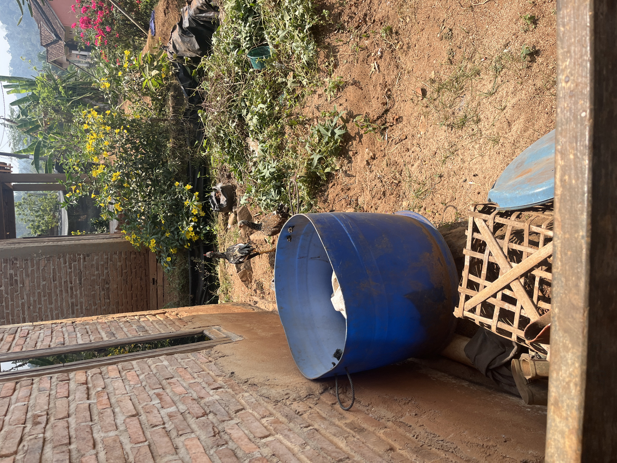 In Sidomulyo, Indonesia, this outdoor scene features a brick building with a prominent window and a large blue plastic barrel. Two chickens are present, one standing near the barrel and another further back. The ground is covered in dry soil and scattered green vegetation. In the background, there are flowering plants with yellow and pink blossoms, banana trees, and houses with tiled roofs, suggesting a residential area. A wooden crate and a blue plastic lid are also visible near the barrel.