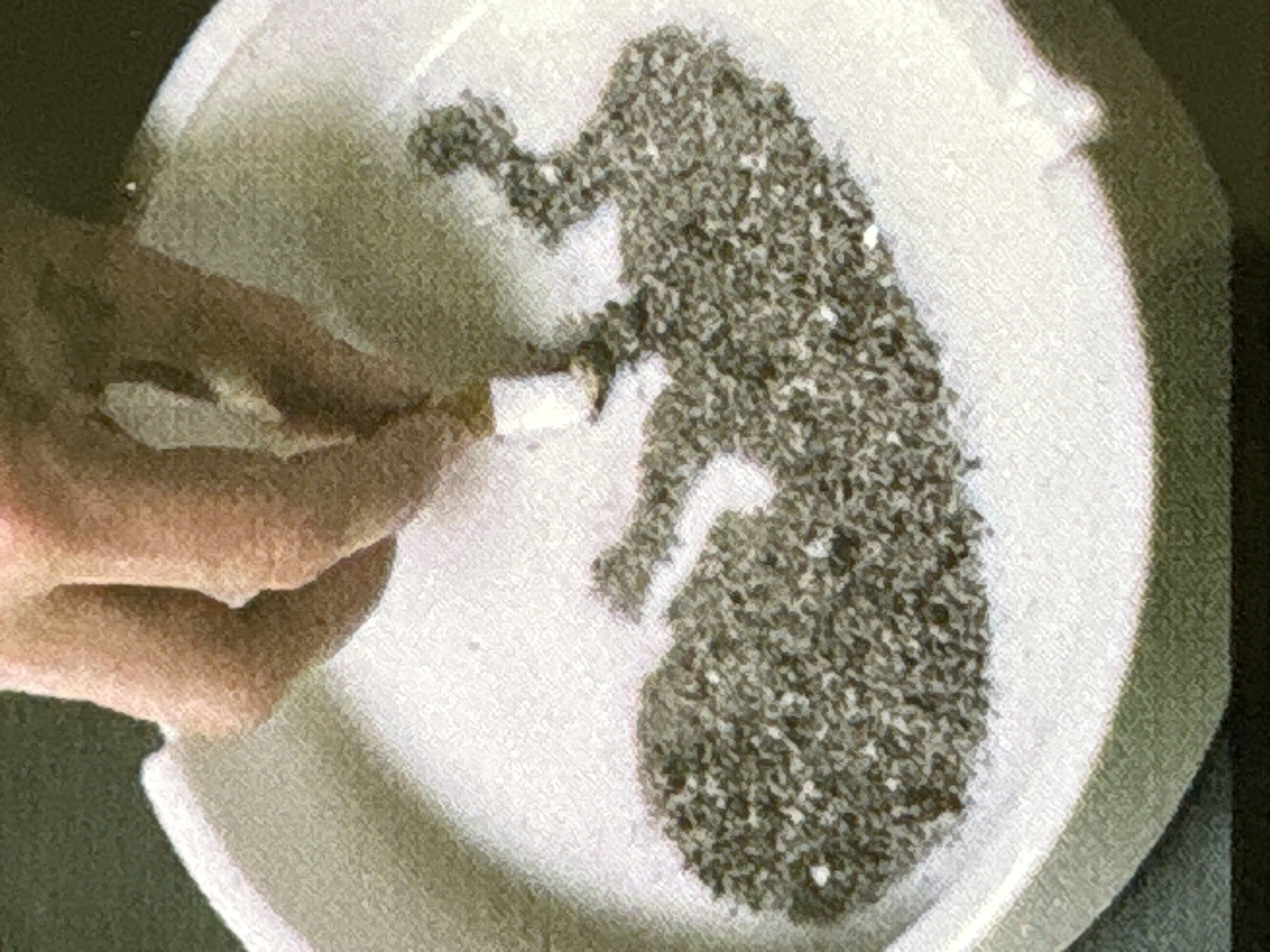 A high-angle, close-up shot depicts a Caucasian human hand holding a lit cigarette, pressing its glowing tip into a white, circular ceramic ashtray. The ashtray contains a dark, granular accumulation of cigarette ash, meticulously arranged to form the silhouette of a human fetus in the fetal position, positioned centrally within the ashtray. The cigarette is actively being extinguished within the ash, near the upper-right portion of the fetal outline. The ashtray rests on an indistinct dark, possibly green or black, surface, with the background remaining unfocused and dark.