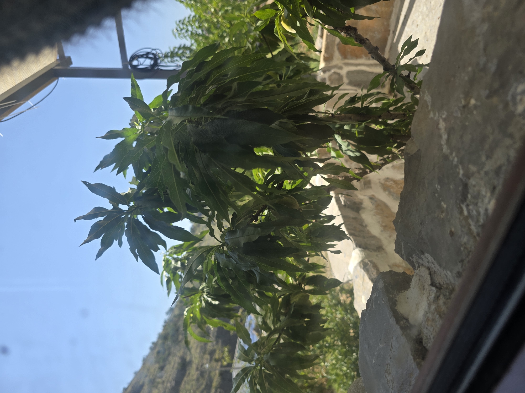 A bright outdoor scene, viewed through what appears to be a window or an opening, shows a cluster of leafy green branches in the foreground. The branches are laden with long, pointed leaves and some small, green fruits. Behind the branches, a stone wall, constructed with irregular, light-colored stones, runs horizontally across the midground. Beyond the wall, a hilly landscape is visible under a clear blue sky. A dark shadow obscures the top right corner of the image, suggesting an overhang or structure. The overall impression is one of a sunny day in a rural or semi-rural setting.