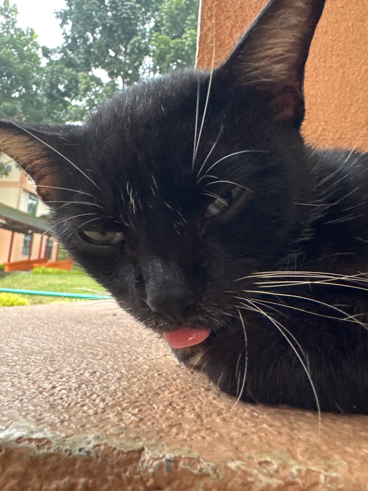 A close-up, low-angle shot captures a black cat with white whiskers and a pink tongue sticking out, positioned on a rough, textured surface that appears to be a ledge or wall. The cat's eyes are partially closed, giving it a sleepy or indifferent expression. In the blurred background, lush green trees and a building with orange accents are visible, suggesting an outdoor urban or suburban setting. The overall scene appears to be in the Selayang Municipal Council area of Malaysia.