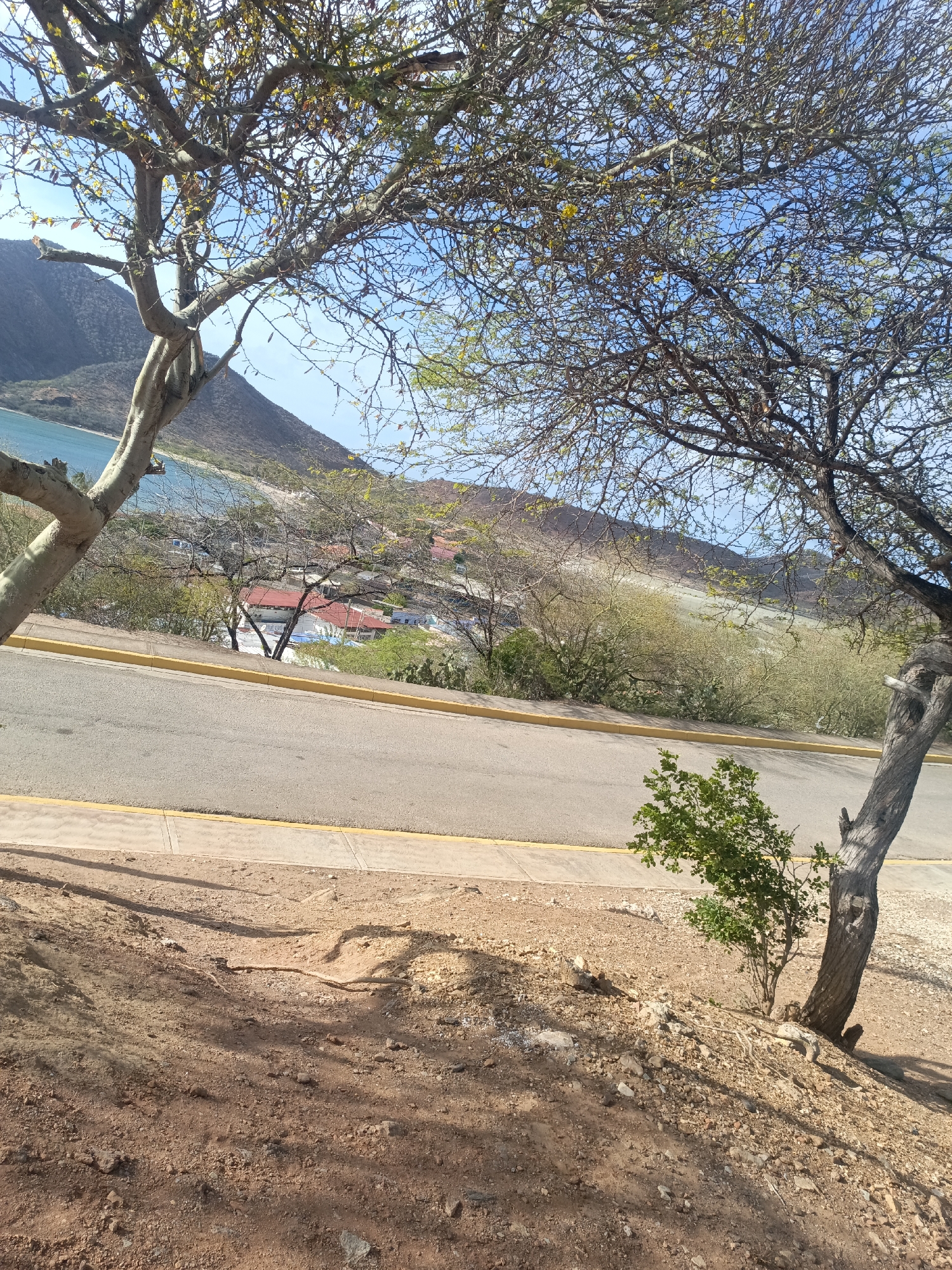 The scene depicts a section of road in Juan Griego, Venezuela. The road surface is asphalt with a yellow painted edge line. The road appears to curve slightly. The view is framed by two trees; one on the left with light-colored bark and sparse foliage, and the other on the right with darker bark and slightly more foliage.
Beyond the road, there is a view of a bay with turquoise water. A small town is visible along the coastline below a series of mountains. The mountains are predominantly brown and tan.
The immediate foreground is a dirt embankment with some small rocks and scattered plant life. A small green bush is positioned to the right of the road, near the tree on the right. Shadows are cast across the dirt embankment. The sky is visible through the branches of the trees.