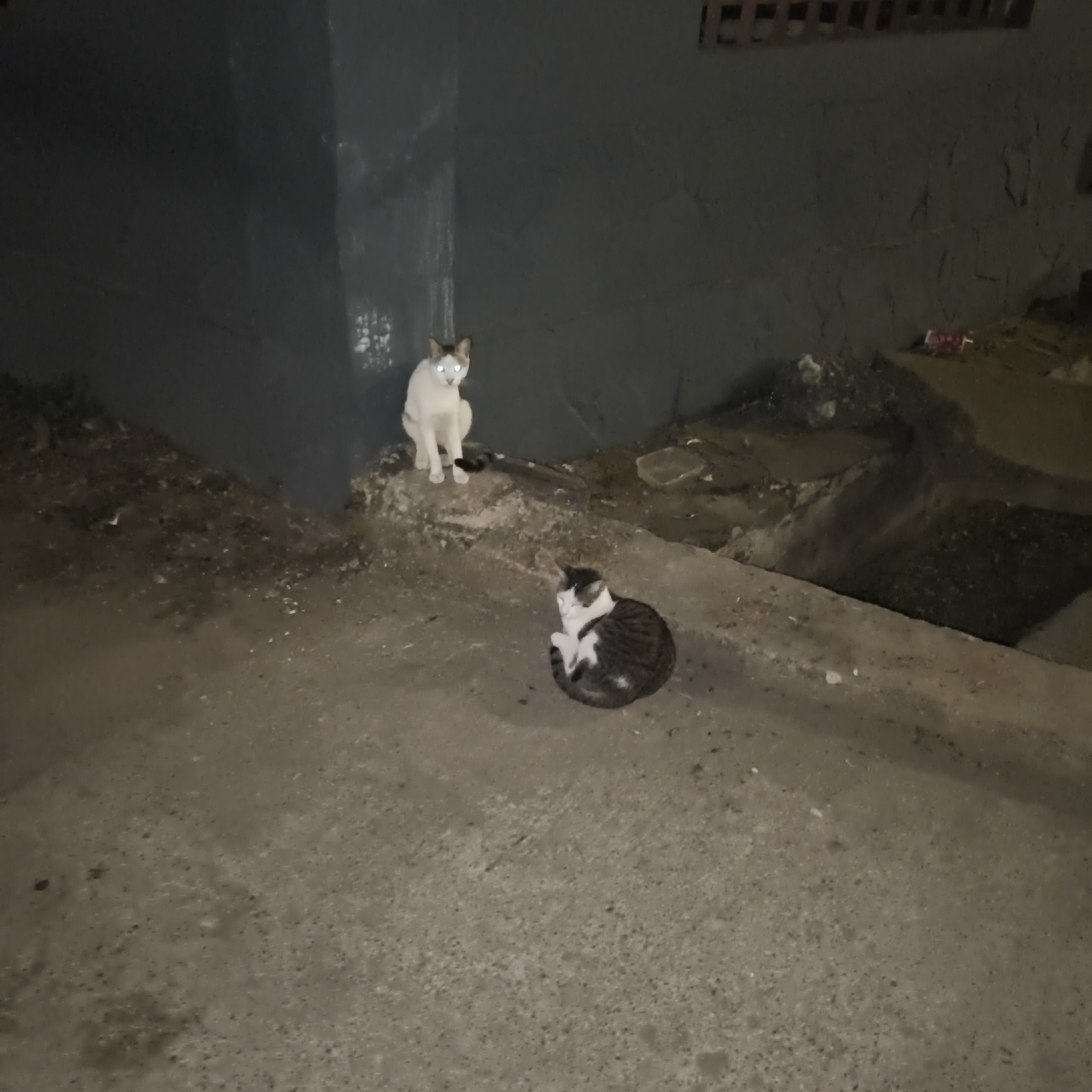 In South Jakarta, Indonesia, two cats are observed in a dimly lit urban environment. One cat, predominantly white with brown markings on its head, is sitting upright on a concrete ledge, its eyes reflecting a bright white light. Nearby, another cat, a tabby with white and dark brown stripes, is curled up in a resting position on the ground. The surroundings appear to be a neglected area with a dark, rough wall in the background and debris scattered on the ground. The scene suggests an outdoor, possibly alleyway or unmaintained public space, illuminated by an unseen light source that causes the cats' eyes to glow.