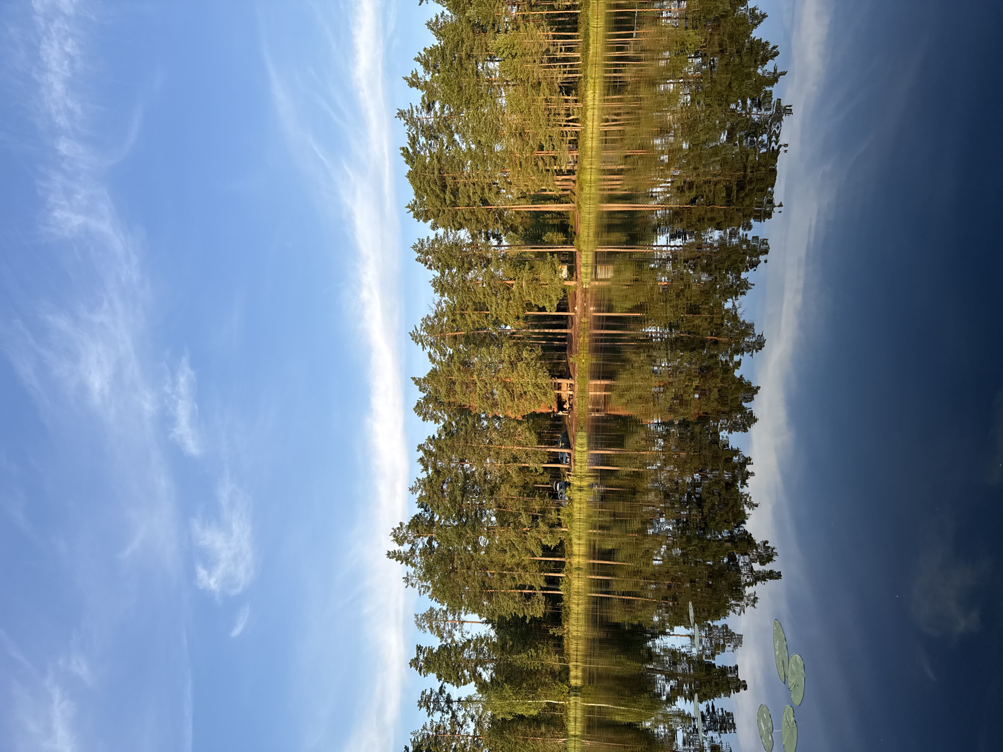 The image depicts a serene lakeside scene under a clear blue sky with wispy white clouds. A dense forest of tall pine trees lines the shore, their reflections stretching into the dark, still water of the lake. The sunlight illuminates the trees, casting a warm glow on their trunks and foliage. In the distance, a small clearing is visible among the trees, with a few cars parked and a wooden structure that appears to be a small shelter or pavilion. Lily pads float gently on the surface of the water in the foreground. The overall impression is one of tranquility and natural beauty, likely in a natural reserve or park setting. Given the context of Kokemäki, Finland, this scene could be located at a public access point to one of its many lakes, such as the area around Säpilä.