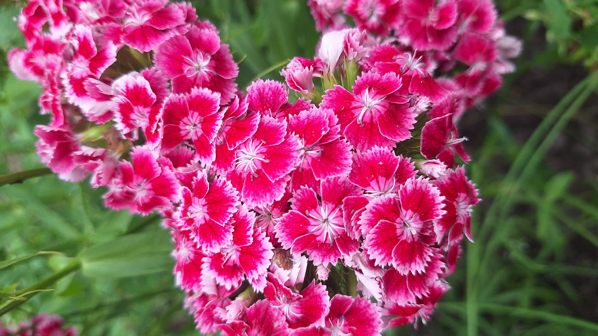A cluster of bright pink and white flowers is the subject of this close-up, vertical shot. The flowers have ruffled petals with a dark pink center and white edges. They are in focus, with the background of green leaves and stems blurred. The lighting appears natural, suggesting the photo was taken outdoors during the day.