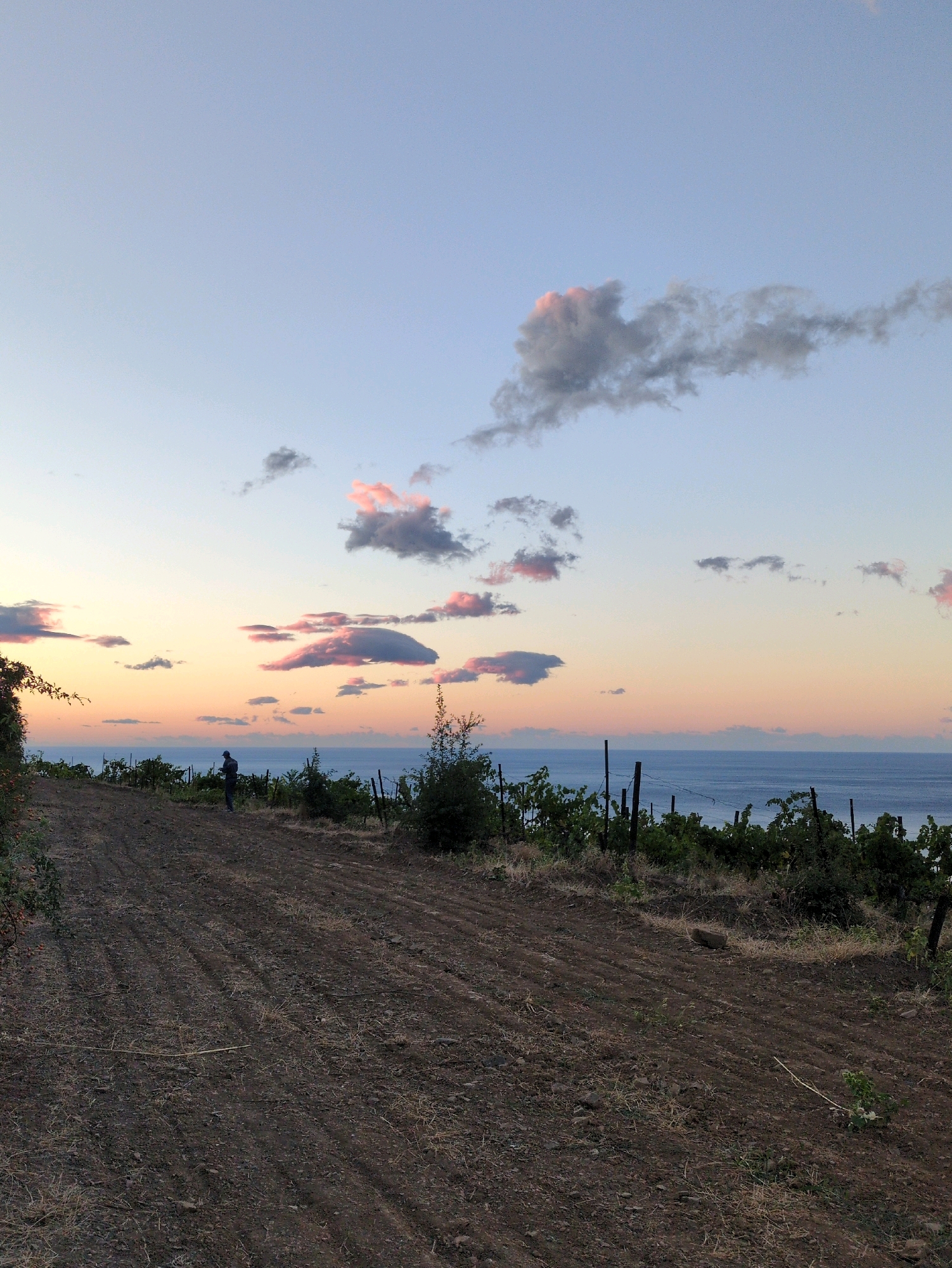 A person stands in a ploughed field on a hill overlooking the sea at dusk. The sky is a gradient of soft blues and pinks, with scattered clouds catching the last light of the sun. In the foreground, the rich brown earth of the field is marked with the parallel lines of cultivation. To the right, a vineyard with dark green leaves and trellises stretches towards the sea. The sea itself is a deep blue, meeting a pale pink horizon. The overall impression is one of peaceful solitude and the beauty of a rural landscape at twilight.