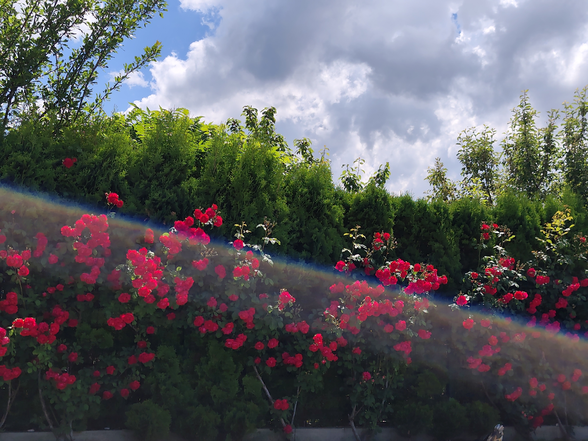 The image shows a lush garden with a dense hedge of green foliage and numerous bright red roses in full bloom. The roses are concentrated on the left and center portions of the frame, with some extending towards the right. A rainbow-colored light flare diagonally crosses the scene, from the upper left to the lower right, obscuring some of the roses. Above the hedge and roses, a patch of blue sky is visible with scattered white and gray clouds. The image appears to be taken outdoors in natural daylight. The location is identified as Kladnitsa, Bulgaria, suggesting a residential or public garden setting. There are no people or animals visible in the image.