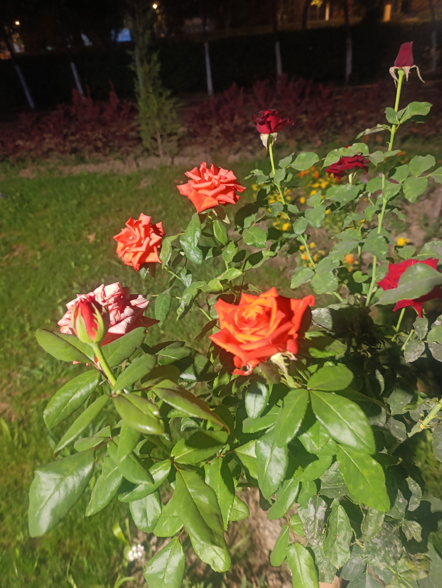 The image shows a bush with several roses in various stages of bloom. The roses are predominantly orange and red, with one striking pink and white variegated rosebud in the foreground. The bush has lush green leaves and is set against a backdrop of a grassy area with some indistinct bushes and trees in the background, suggesting an outdoor setting. The lighting indicates it is likely evening or nighttime, with artificial lights illuminating some parts of the scene. No people are visible in the image, and no specific actions or interactions are depicted. The scene appears to be a garden or park area.