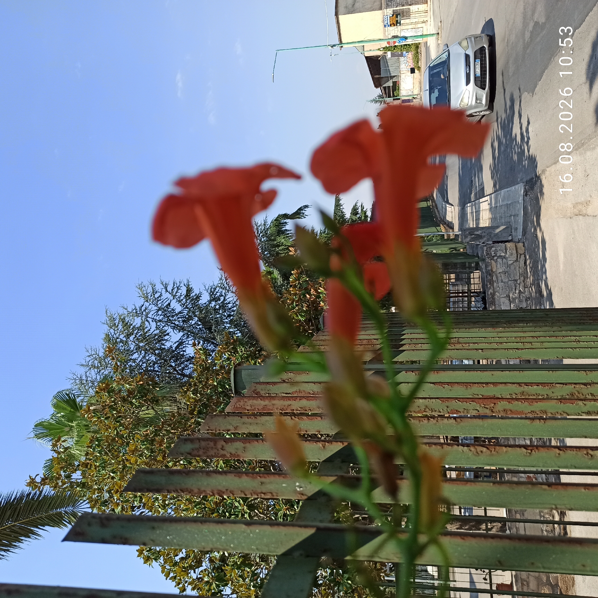 In the foreground, the image features out-of-focus bright orange flowers and green stems, obscuring a portion of a rusty green metal fence. The fence, composed of vertical bars, shows signs of peeling paint and rust. Behind the fence, lush green trees, including palm trees with fronds and trees with broad leaves, are visible against a clear blue sky.
The middle ground depicts a street scene. A silver Ford C-Max car is driving on the road, with its license plate visible as "MP 252ND". Sidewalks with patterned textures line the street. Buildings, including a structure with a yellow facade and an extended roof, are situated along the roadside. A street lamp with a green pole stands near the buildings. There is graffiti on a wall.
The background is dominated by the clear blue sky, with a few faint white clouds.
The timestamp "16.08.2026 10:53" is superimposed on the lower right portion of the image, indicating the date and time the photograph was taken. The location is identified as Terlizzi, Italy. The scene suggests a typical urban or suburban environment on a bright day, with elements of nature (flowers and trees) contrasting with the man-made structures and the street.