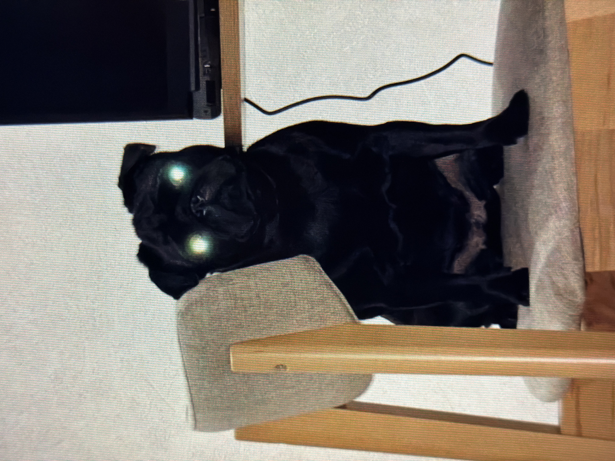 A black pug dog with glowing green eyes sits on a chair. The dog is mostly silhouetted against a white background. To the right of the dog is a black laptop computer and a coiled black cord. To the left of the dog is the back of a chair. The image appears to have been taken indoors. There is no information about the city of Sirius, Russia within the image.