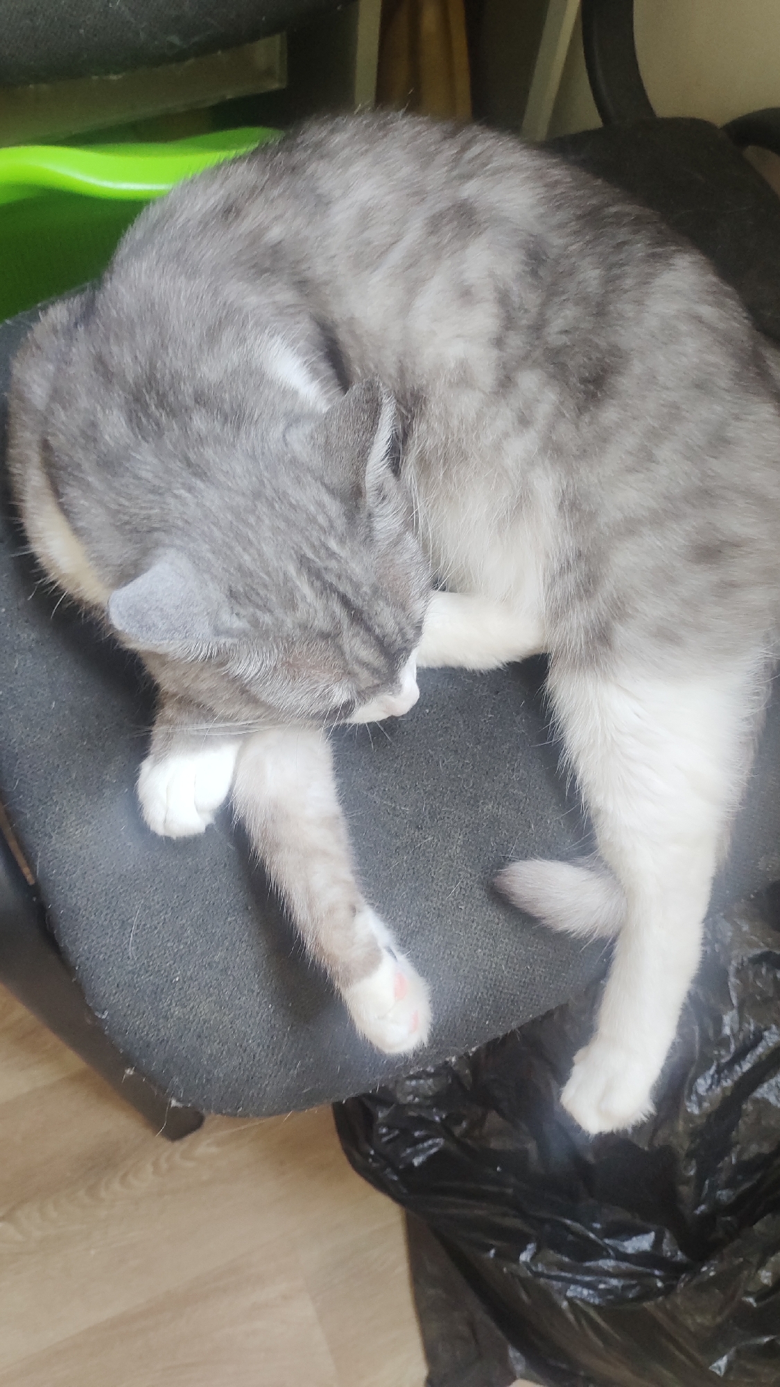 A gray and white cat is curled up asleep on a black chair. The cat's fur is a mix of light and dark gray tabby markings with white patches on its chest, paws, and tail. Its eyes are closed, and its head is tucked into its body. The chair appears to be made of fabric and is placed on a wooden floor. To the right of the chair, there is a black plastic garbage bag. The background is slightly out of focus, but a hint of a green object and a vertical brown object can be seen. The scene is indoors and appears to be a domestic setting. No specific location in Nizhny Novgorod, Russia, can be determined from the image.