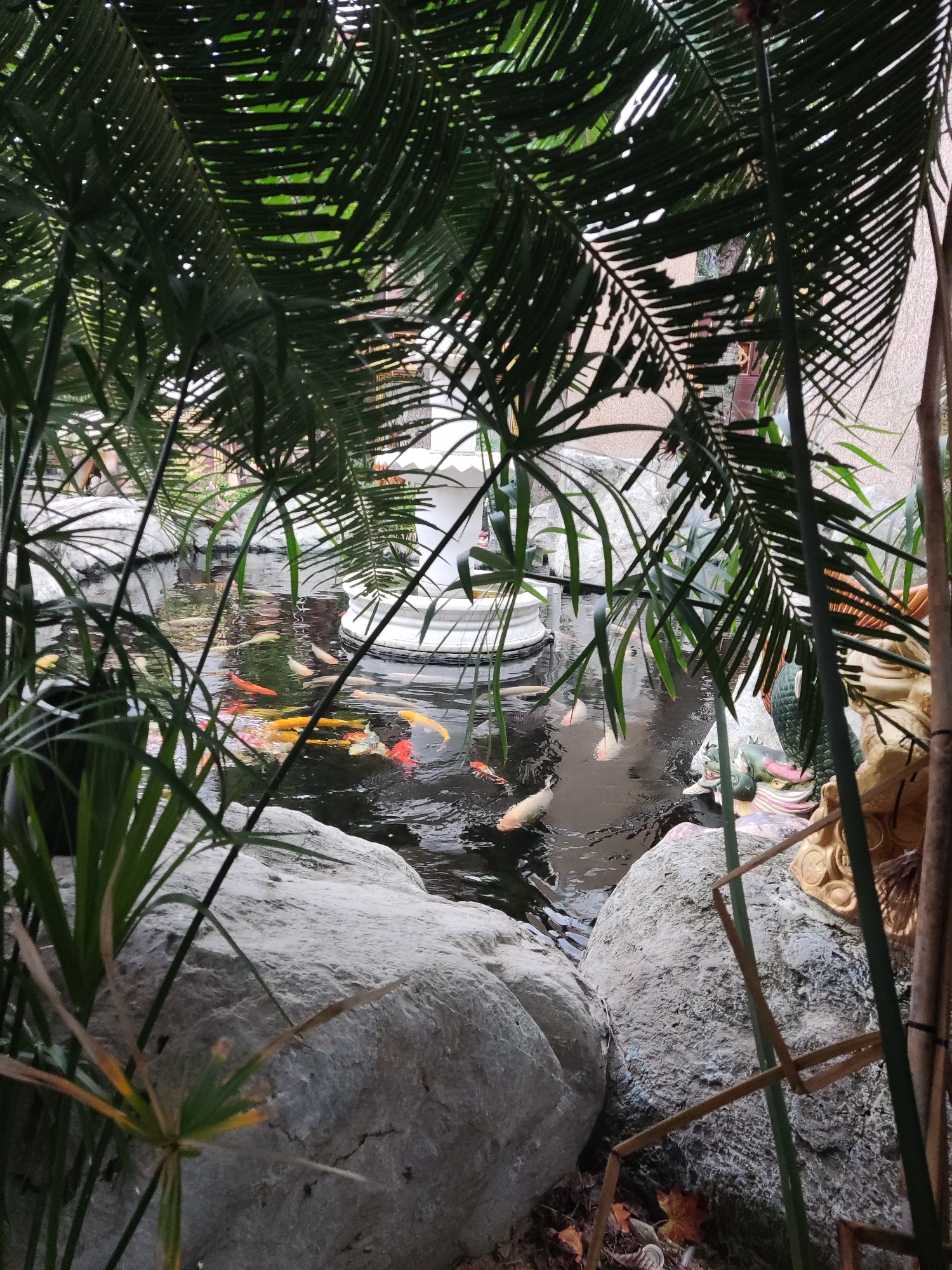 A vibrant koi pond is prominently featured, framed by dense, dark green foliage. The scene is captured from a slightly elevated perspective, looking down into the water through an overhead canopy of palm-like fronds and thin, reedy plants that create a natural archway and partially obscure the view.
Numerous koi fish of various colors, including bright orange, golden yellow, white, red-orange, and pale peach, swim in the dark, reflective water. Many of the fish are congregated in the center of the pond. Large, light-colored, textured rocks line the edges of the pond, visible in the foreground and midground.
In the mid-background, a white, multi-tiered fountain or decorative basin stands in the water, partially hidden by the surrounding plants. To the right side of the pond, partially obscured by foliage and rocks, are colorful statues or ornaments, including what appears to be a green, scaled creature with pink details, and a golden, ornate figure beside it.
The lighting suggests it is daytime, with the dense foliage creating a shaded or filtered light environment over the pond. The background features a light-colored, textured wall or building that is slightly out of focus. The setting appears to be an outdoor or semi-outdoor garden or courtyard space. There are no people visible, and no discernible text appears in the image.