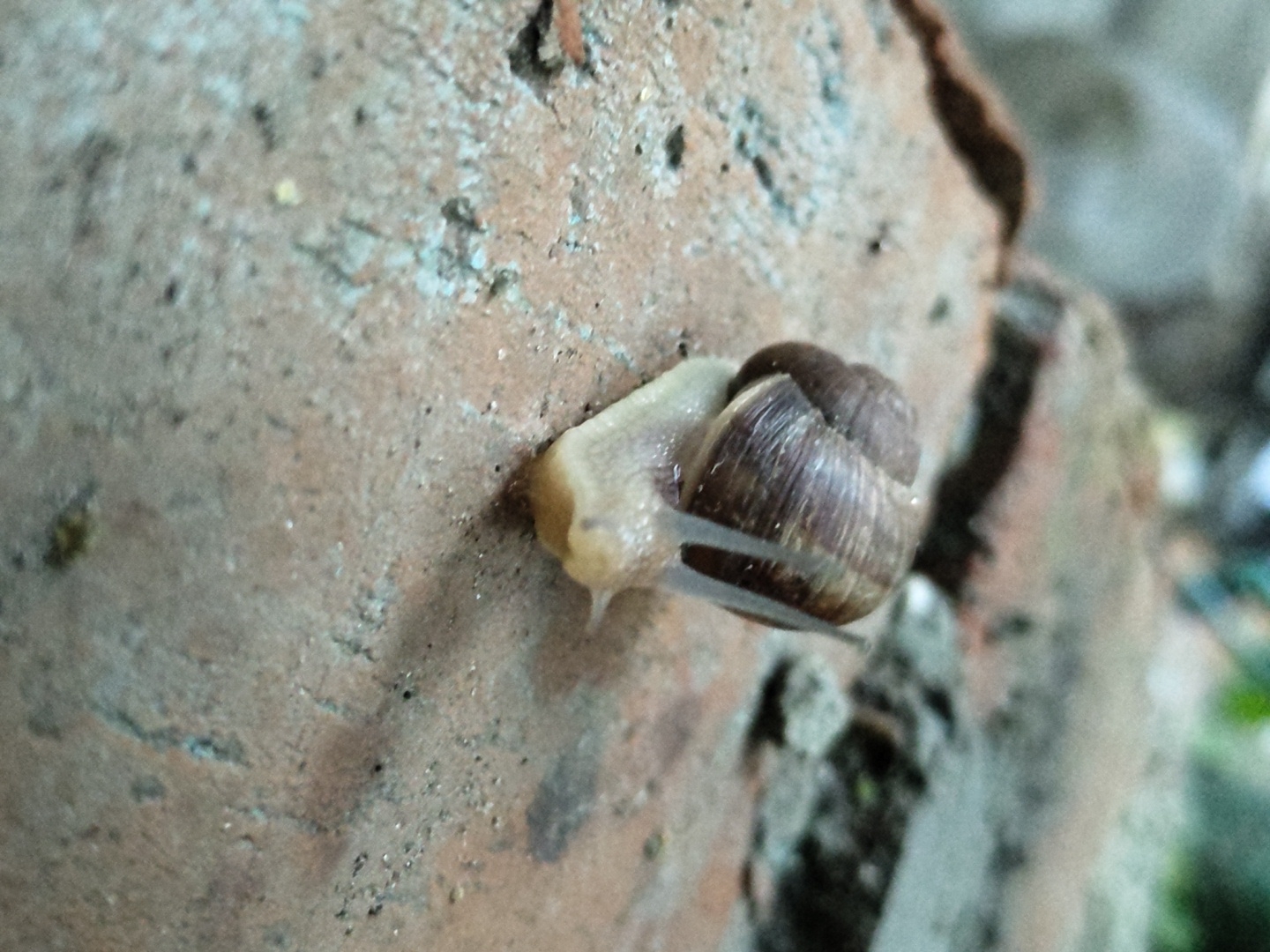 A close-up, ground-level shot captures a snail traversing a reddish-brown, rough-textured surface that appears to be a brick or stone. The snail, a common garden variety with a spiraled, brown shell, is in focus as it inches forward, its fleshy foot and two eye stalks extended. The background is blurred, suggesting a shallow depth of field, with muted tones of gray and green indicating foliage or other natural elements. The lighting is soft, casting a gentle shadow from the snail onto the surface, highlighting the texture of its shell and the ground.