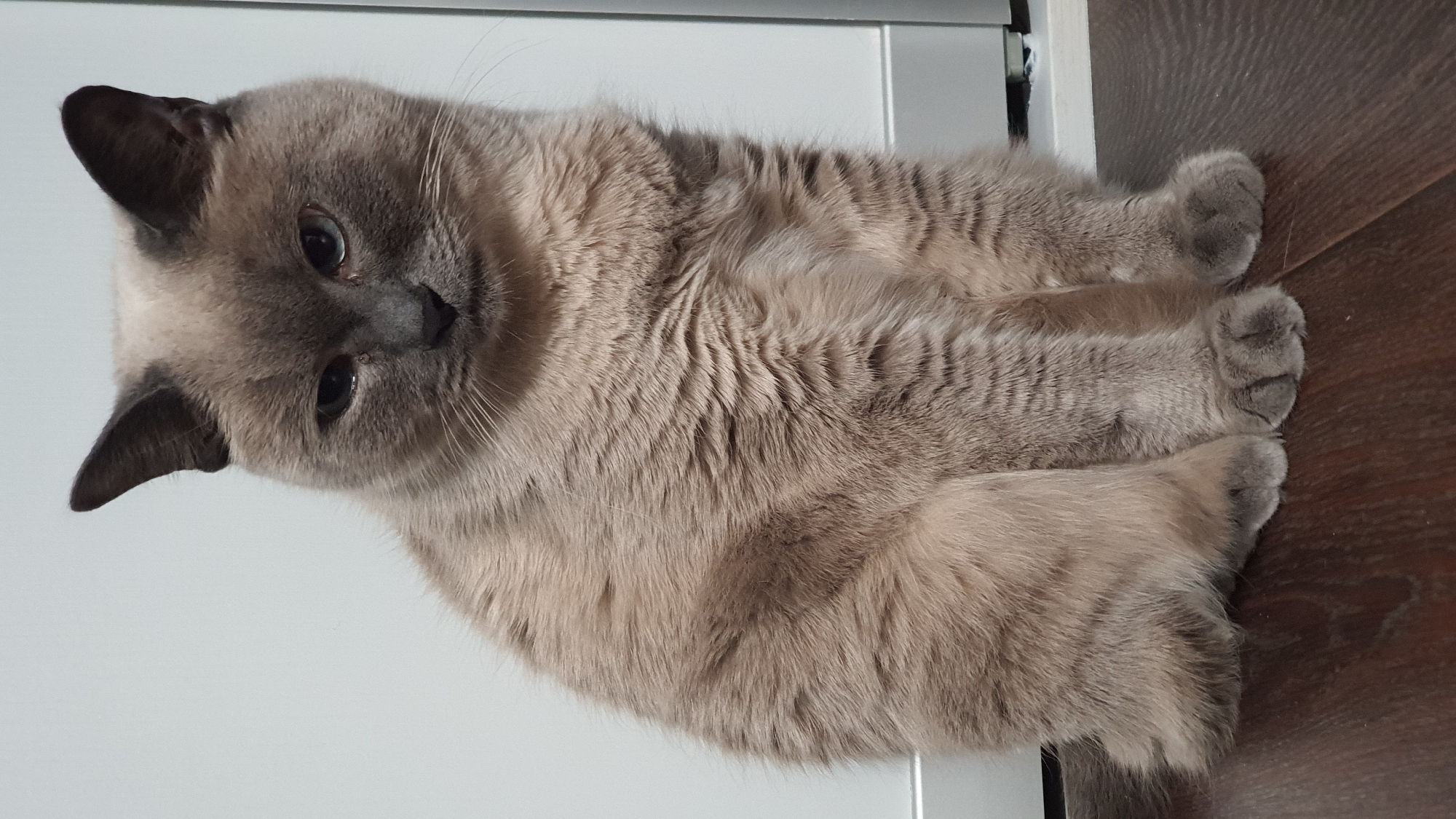 A medium-shot, eye-level photograph shows a fluffy, grey cat sitting on a dark wooden floor in front of a white wall. The cat is facing the camera with its head tilted slightly. Its ears are pointed upwards, and its eyes are open and looking forward. The cat's fur is light grey with darker grey markings on its ears and face. Its paws are tucked underneath its body. The background is a plain white wall, and the floor is made of dark brown wooden planks. There is no visible indication of the location in Krasnoyarsk, Russia.