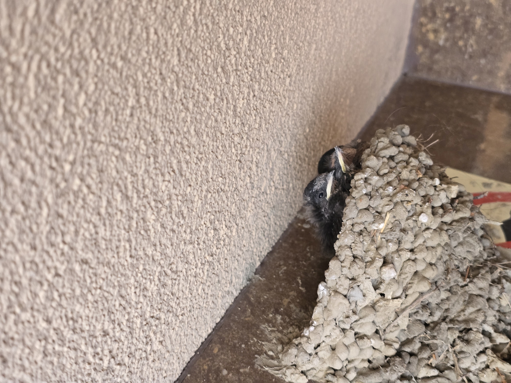 A close-up shot shows a mud swallow nest built in the corner of a building. Two baby birds are visible inside the nest. The nest is made of mud pellets. The building has a textured surface. The location is in the city of Unknown, Unknown.