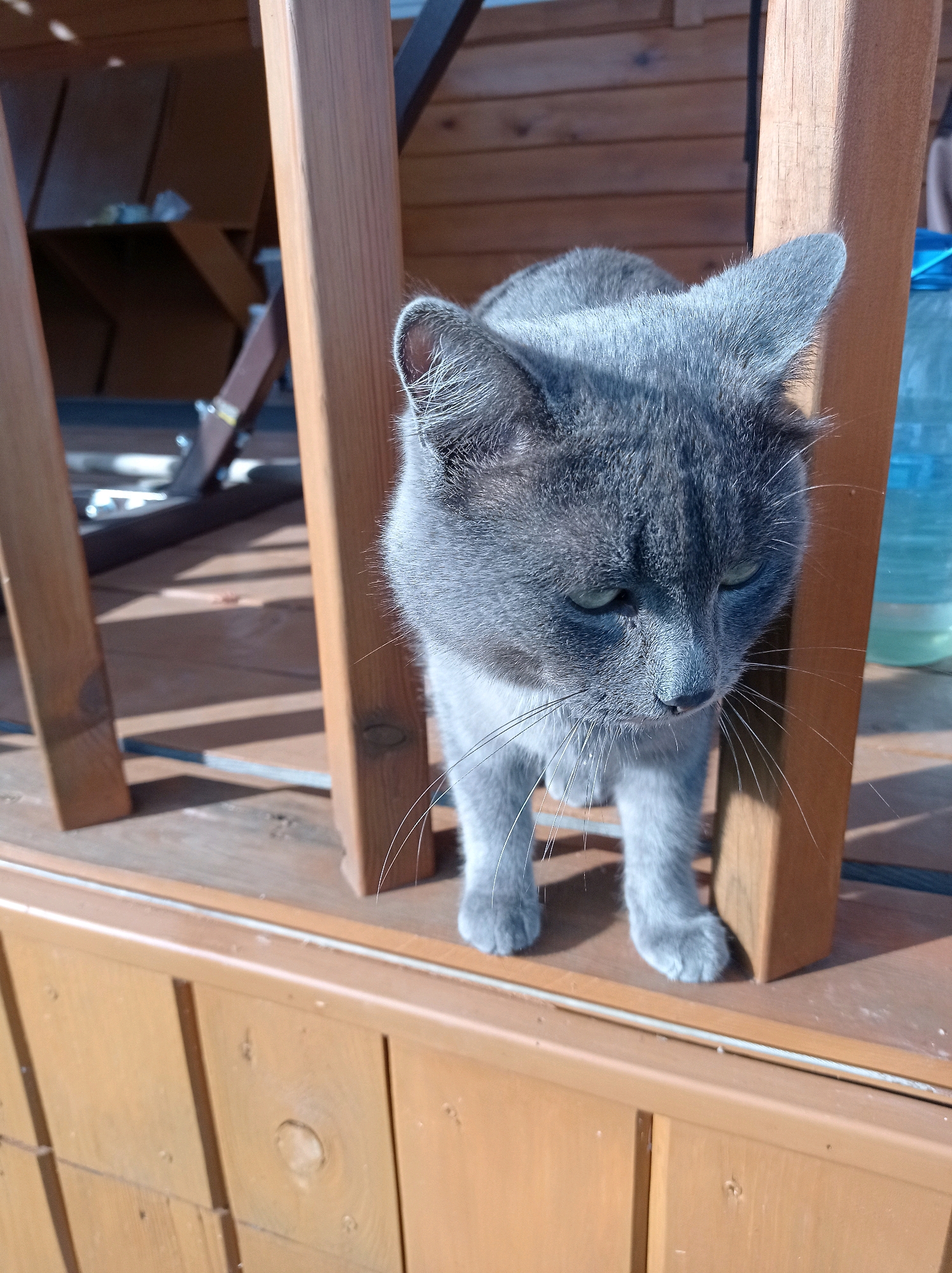 A gray cat with green eyes stands on a wooden deck, peeking through wooden posts. The cat is facing downwards, with its whiskers spread out. In the background, a wooden table and a large blue plastic bottle are visible. The scene appears to be outdoors, likely in a backyard or patio area in Degtyarsk, Russia, given the context. The lighting suggests it is daytime, with shadows cast on the wooden surfaces.
