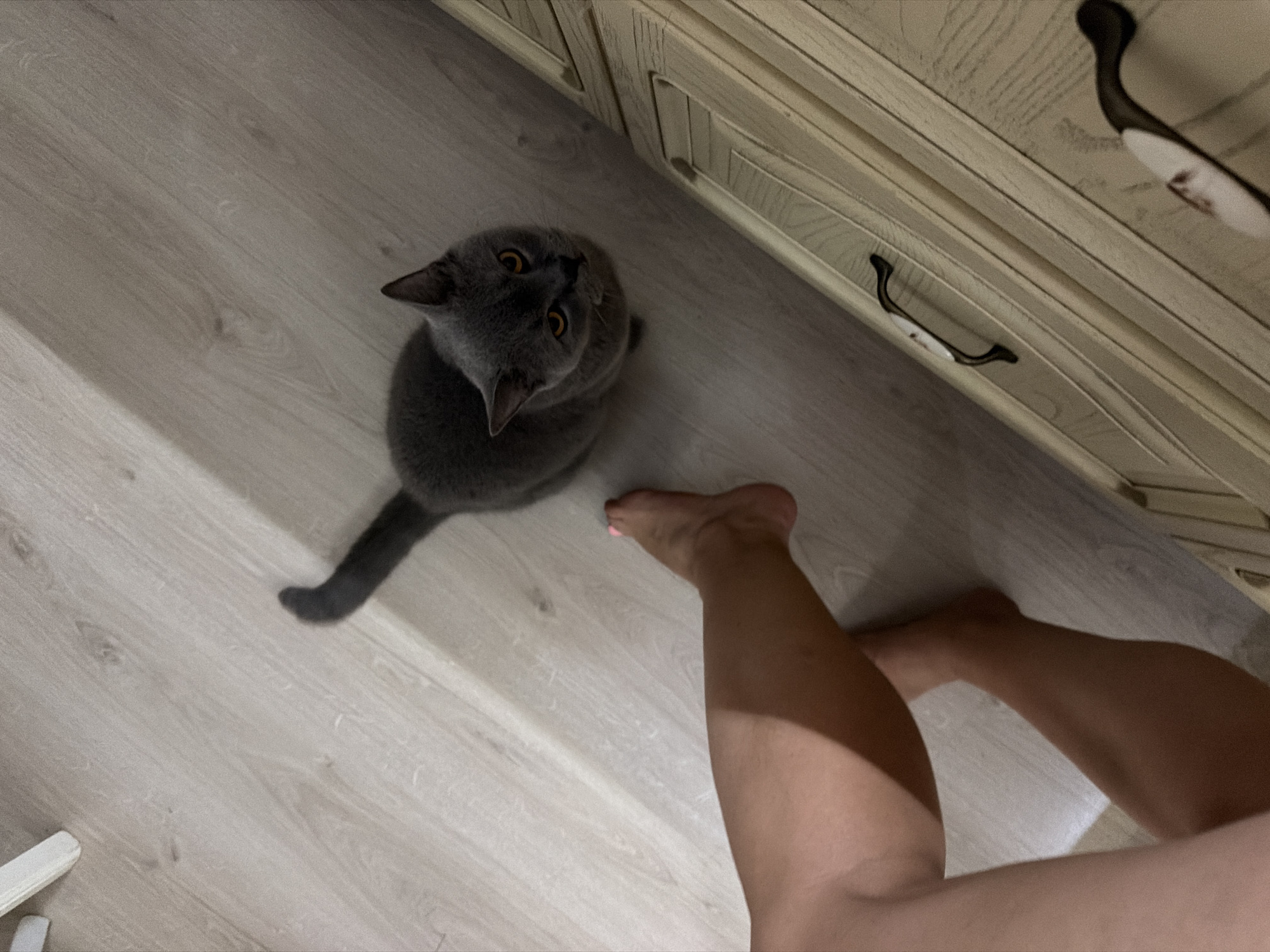 The image captures an indoor scene in Sochi, Russia, featuring a grey domestic cat and the bare legs of a person. The cat, appearing to be a British Shorthair with its dense grey fur and distinctive round head, is positioned on a light-colored wooden floor. It looks directly upwards with wide, bright amber-orange eyes, suggesting attentiveness, curiosity, or a desire for interaction.
To the right of the cat, the lower legs and feet of a person are visible, also on the wooden floor. The person's left foot displays pink painted toenails. The perspective suggests the cat is looking up at the person.
In the upper right portion of the frame, a light-colored wooden piece of furniture, possibly a dresser or cabinet, is partially visible. It features decorative textures or carvings and dark, ornate handles on its drawers. The floor appears to be a laminate or light wood planking. The lighting in the scene is consistent with an interior space, likely illuminated by artificial light. No discernible text is visible in the image.