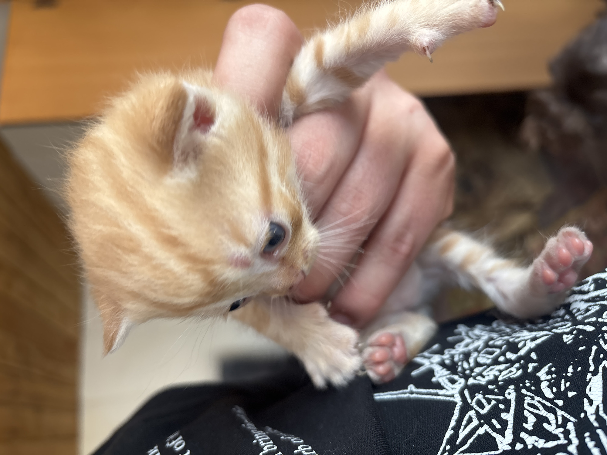 A person is holding a very young, light orange (ginger/cream) kitten in an indoor setting. The kitten is small, with soft, slightly striped fur, and has bright blue eyes. Its tiny paws have visible pink pads, and small, sharp claws are extended. One of the kitten's ears shows a small reddish area on its back, and another crop reveals a faint reddish mark on its cheek/face. The person's hand, with light skin, gently supports the kitten around its torso, allowing its front and back paws to dangle.
In the background, a blurry wooden surface, possibly a table or cabinet, is visible. Another blurry, darker animal, likely another cat, can be seen in the far background. The person holding the kitten is wearing a black garment adorned with intricate white, abstract, or stylized patterns. Partially visible text on the garment includes the word "of" and what appears to be "brittle" or a similar word, rendered in a white stylized font. The lighting suggests it is daytime, with bright, natural light illuminating the scene. The overall atmosphere appears gentle, with the kitten seemingly active and exploring while being held. The exact location is unknown.