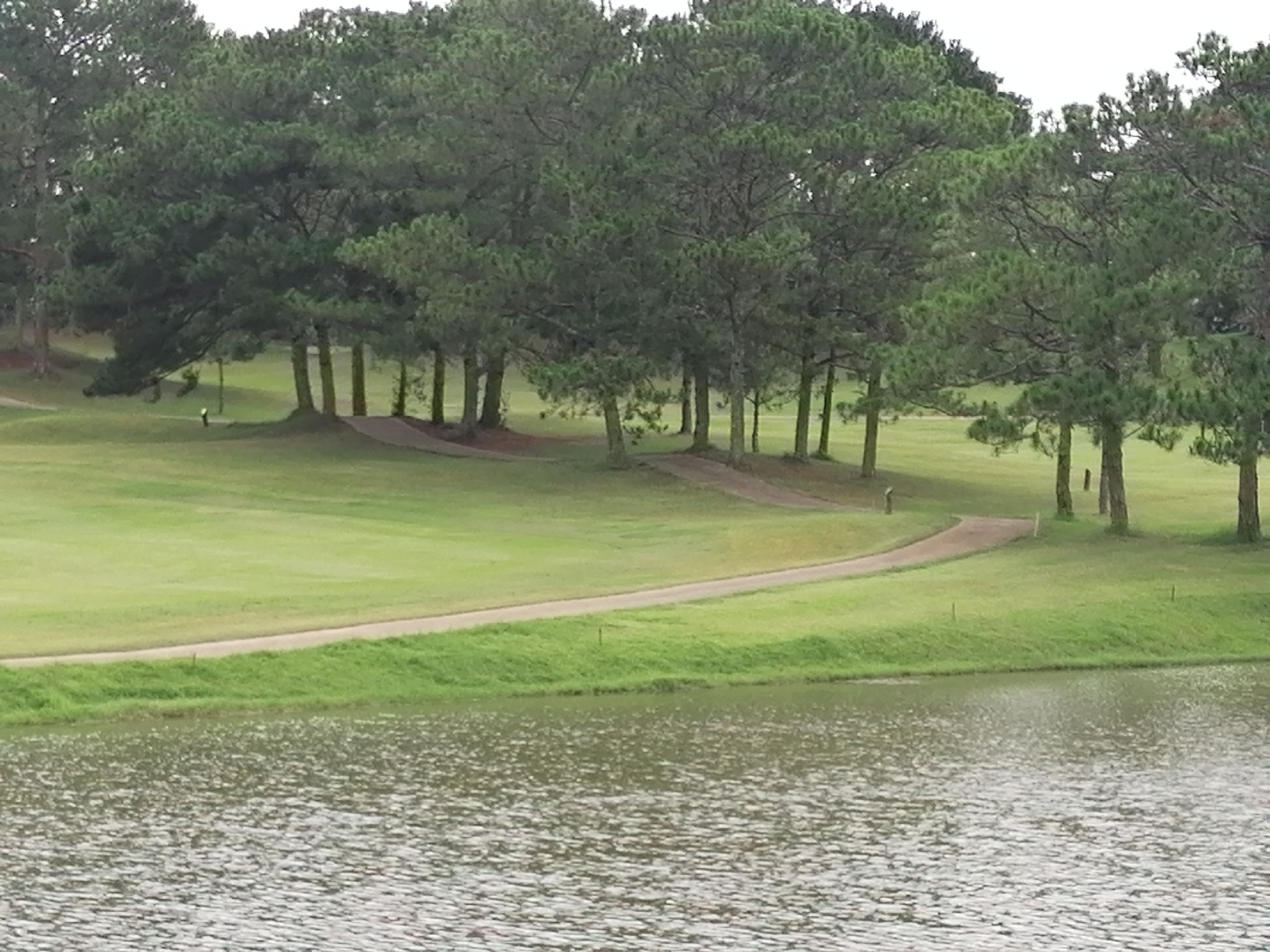 The image depicts a section of a golf course adjacent to a body of water, likely a lake. Tall evergreen trees, possibly pines, line the upper edge of the course, creating a backdrop. The green is neatly manicured and punctuated by paths. In the foreground, the water's surface is visible, with small ripples suggesting a light breeze. Based on visual characteristics and the presence of a golf course near a lake surrounded by pine trees, it is plausible that this scene is located in Da Lat, Vietnam.