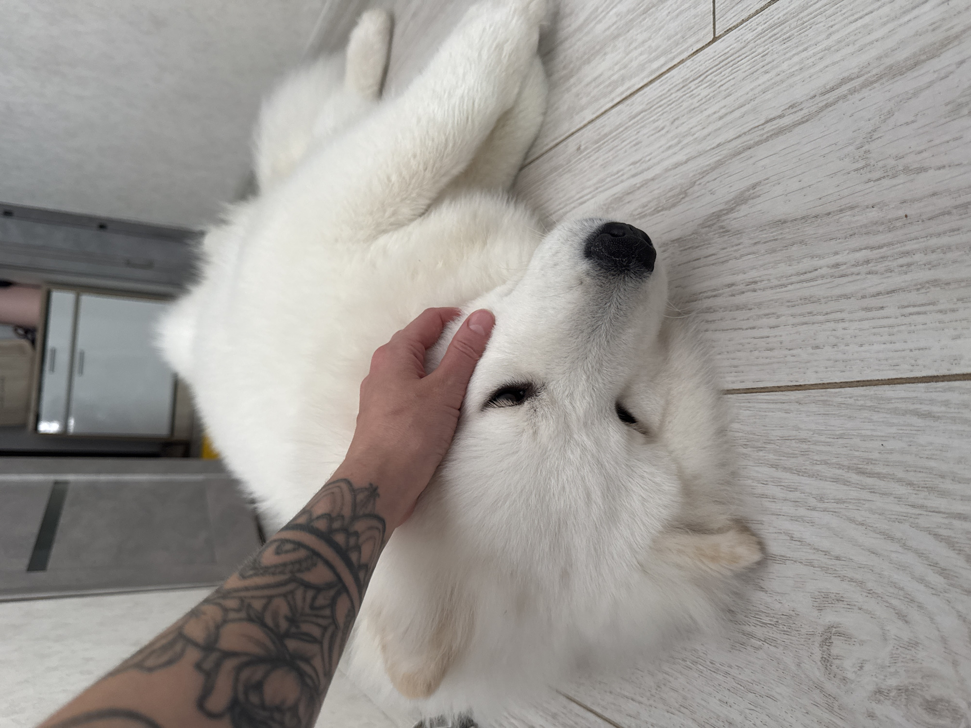 A person's hand with a tattoo on their forearm is gently petting the head of a large white dog lying on a light-colored wooden floor. The dog appears relaxed, with its eyes closed or partially closed. The background shows a simple, modern interior with light-colored walls and cabinetry, suggesting it is an indoor domestic setting, possibly a living room or hallway in a residential apartment in the city of Chaikovsky, Russia.
