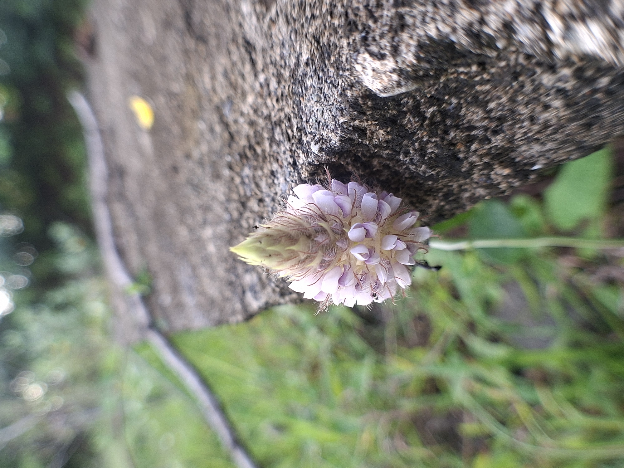 The image shows a flower with light purple petals and a green bud, growing near a rock. The background consists of blurred greenery, possibly grass and leaves. The location is Lhokseumawe, Indonesia.