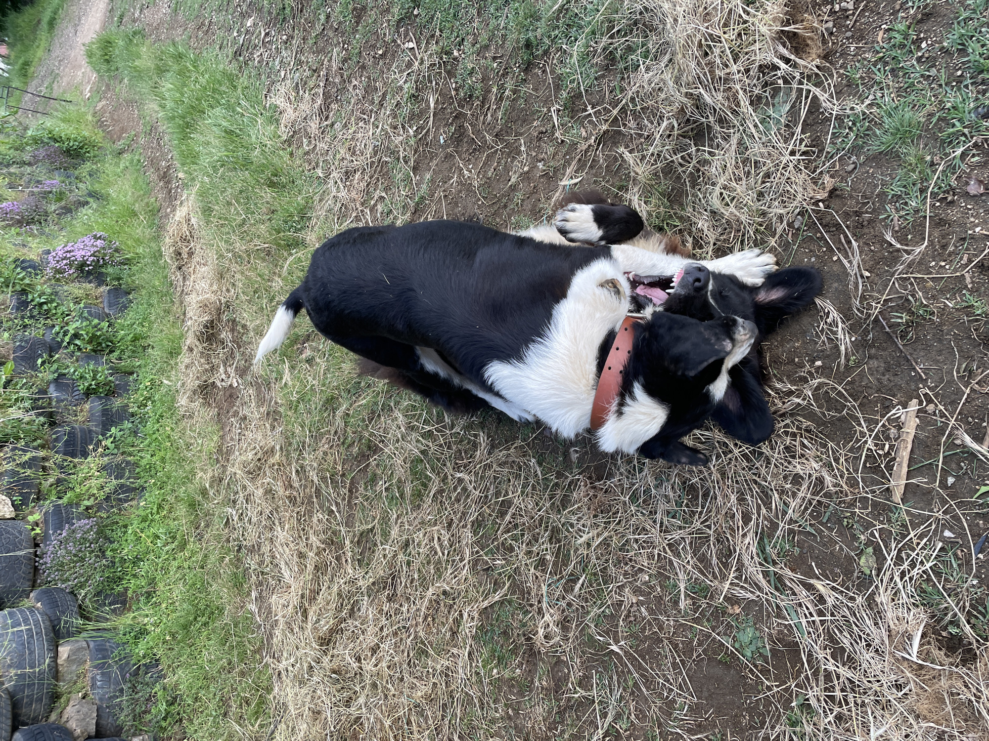 The image shows a black and white dog lying on its back in a grassy and earthy area. The dog has a brown collar and its mouth is open. The background consists of grass, dry vegetation, soil, and a few tires in the left corner. The location is Zlatograd, Bulgaria.
