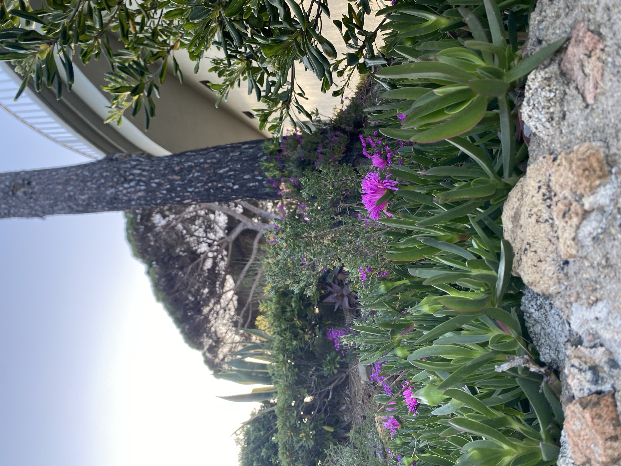 The image depicts a vibrant scene from Calella De Palafrugell, Spain, focused on lush vegetation along a stone wall. Prominent are the succulent plants with thick, green leaves, interspersed with vibrant purple flowers. A tree trunk dominates the left side of the frame, its bark textured and dark. Beyond the tree and flowers, there is greenery, including a mix of bushes and what appears to be agave plants. In the background, a building with a curved balcony is visible. The sky is light and bright, indicating daylight. The image seems to be captured from a ground-level perspective, highlighting the interplay of nature and architecture in the location.