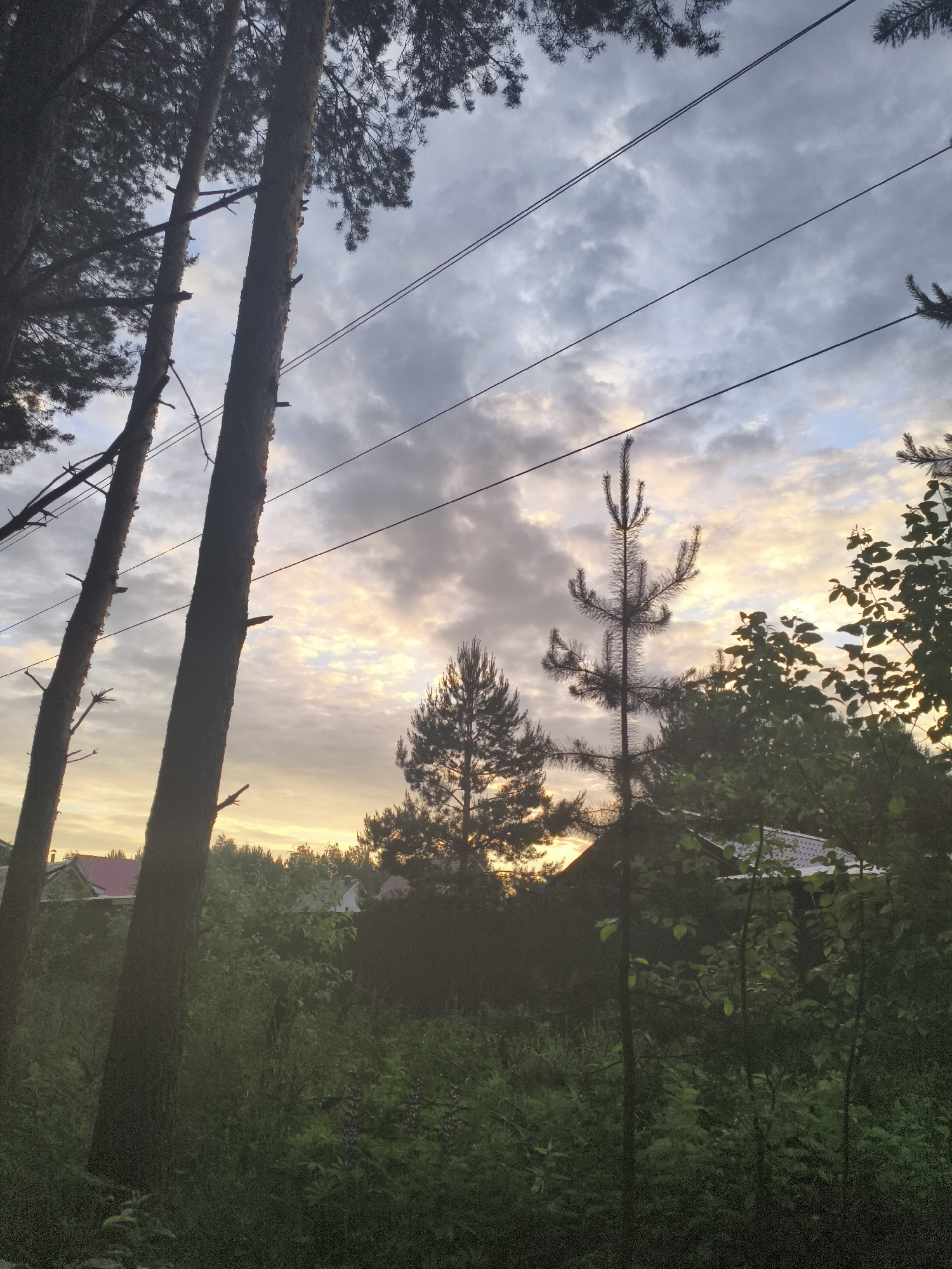 The image depicts a view of houses and vegetation from a forest setting, likely in Русский Вожой, Russia. In the foreground, the trunks of tall pine trees dominate the left side of the frame, silhouetted against a cloudy sky with patches of yellow and orange light suggesting either sunrise or sunset. Overhead, power lines stretch horizontally across the sky, supported by the trees.
Further into the scene, amidst the dense green foliage, several houses with pitched roofs are visible. The roofs appear to be dark, possibly shingled. The vegetation is a mix of tall grasses, bushes, and scattered trees, with some lupine flowers visible in the undergrowth on the right side. The overall atmosphere is natural and rural, with the houses integrated into the forested landscape.