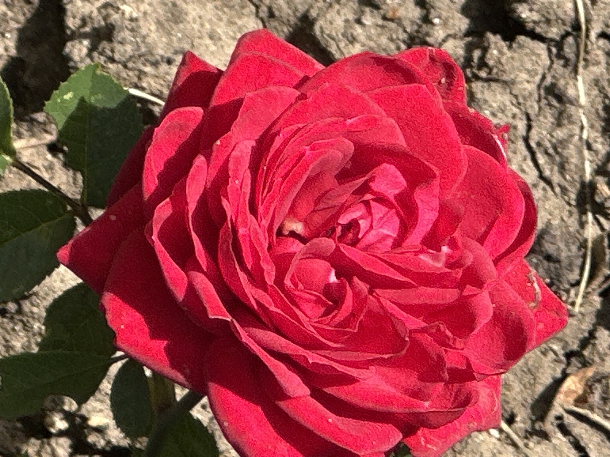 A vibrant red rose is in full bloom, its petals tightly curled and layered in the center, gradually opening towards the edges. The rose is positioned on a textured, gray surface that appears to be dry earth or cracked pavement, with a few dried leaves scattered on it. Green leaves of the rose bush are visible in the upper left corner of the frame, providing a contrasting splash of color against the muted background. The lighting suggests it is daytime, with shadows cast on the ground, indicating the presence of sunlight. There are no people or animals present in the image. The scene is a close-up, top-down view of the rose. The location of Podolsk, Russia is not determinable from the visual information provided.