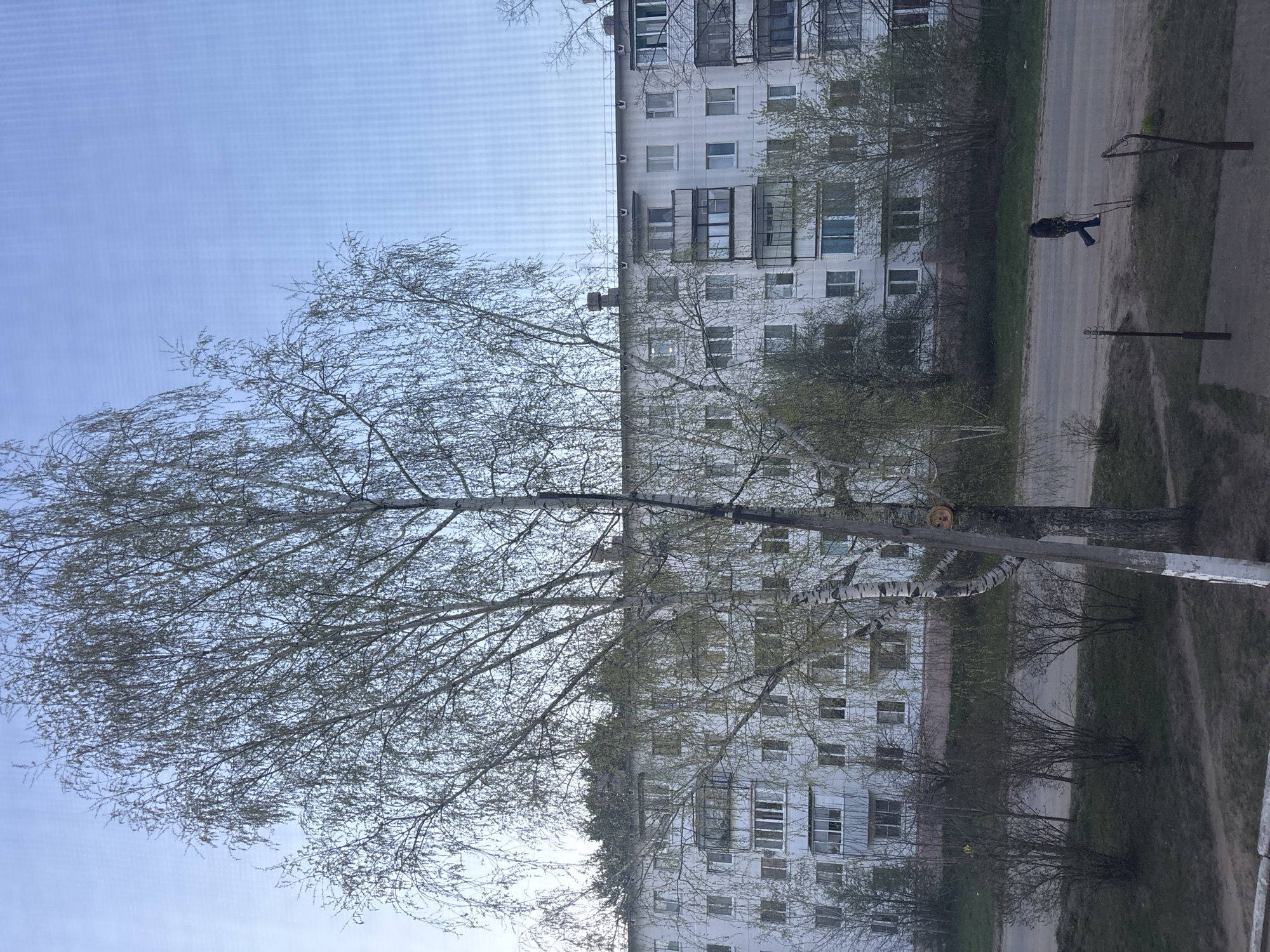 An exterior medium shot depicts a leafless birch tree in the foreground, obscuring half of a multi-story Soviet-era apartment building in the background. The building is light gray and white, with numerous windows and balconies. A road runs perpendicular to the building, with a pedestrian walking along it. The setting appears to be in a residential area, and the time of year is likely early spring. The location is assumed to be Chaikovsky, Russia.