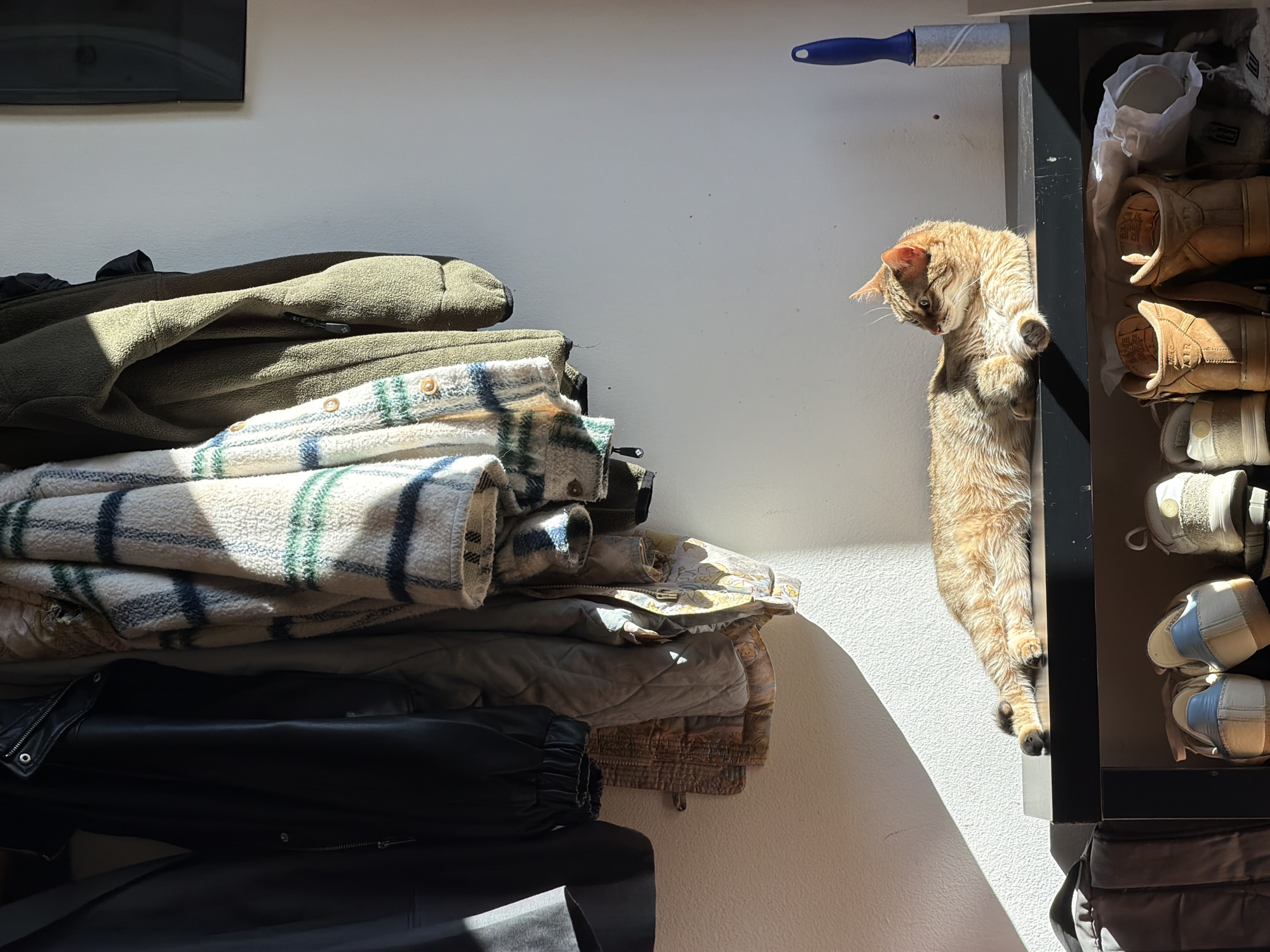 The image shows a domestic scene with a stack of clothing on the left and a shoe cabinet on the right. The clothing includes a green fleece jacket, a plaid shirt, and what appears to be a black leather jacket at the bottom. The shoe cabinet contains various shoes and boots. An orange tabby cat is standing on its hind legs, reaching towards the top of the shoe cabinet, between the cabinet and the wall. A blue lint roller is mounted above the cat, on the wall. It is impossible to confirm that the location is in Milan, Italy with the given information.