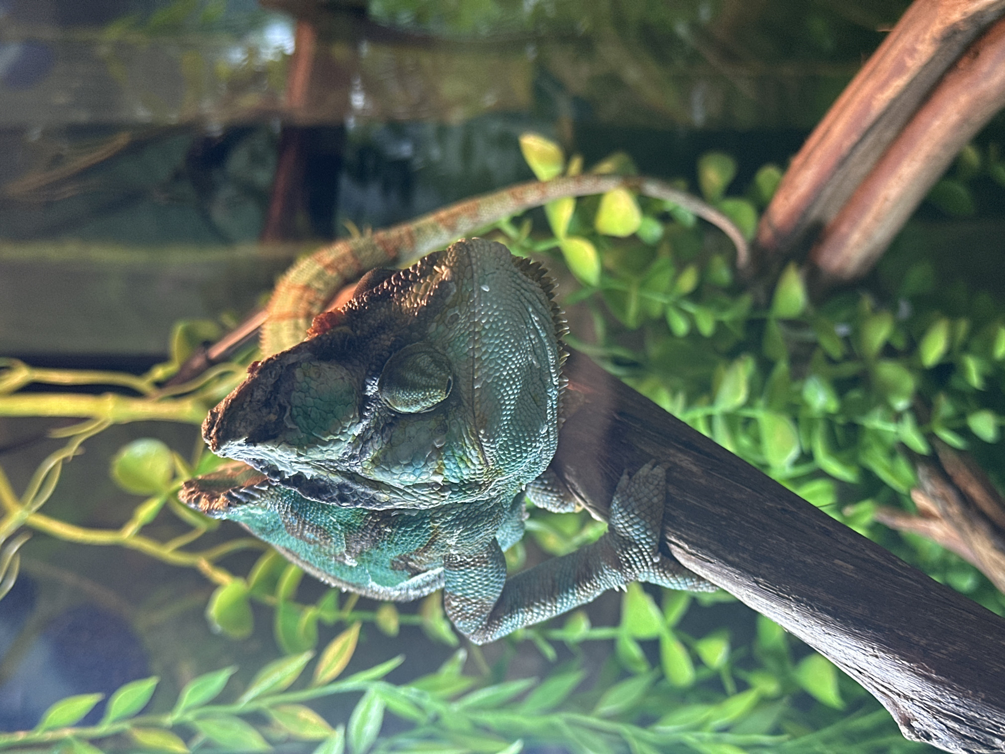 A close-up, medium-shot depicts a veiled chameleon resting on a wooden branch within a terrarium. The chameleon's eyes are closed, suggesting it is either resting or sleeping. Its skin exhibits a mottled pattern of green, blue, and hints of brown. The branch it is perched on is dark brown with visible wood grain. The background consists of artificial green foliage, creating a dense, simulated natural environment. The photo's setting appears to be indoors, likely a home or pet shop. No location can be identified in the city of Stavropol, Russia. There are no people visible in the image. The focus is predominantly on the chameleon and its immediate surroundings.