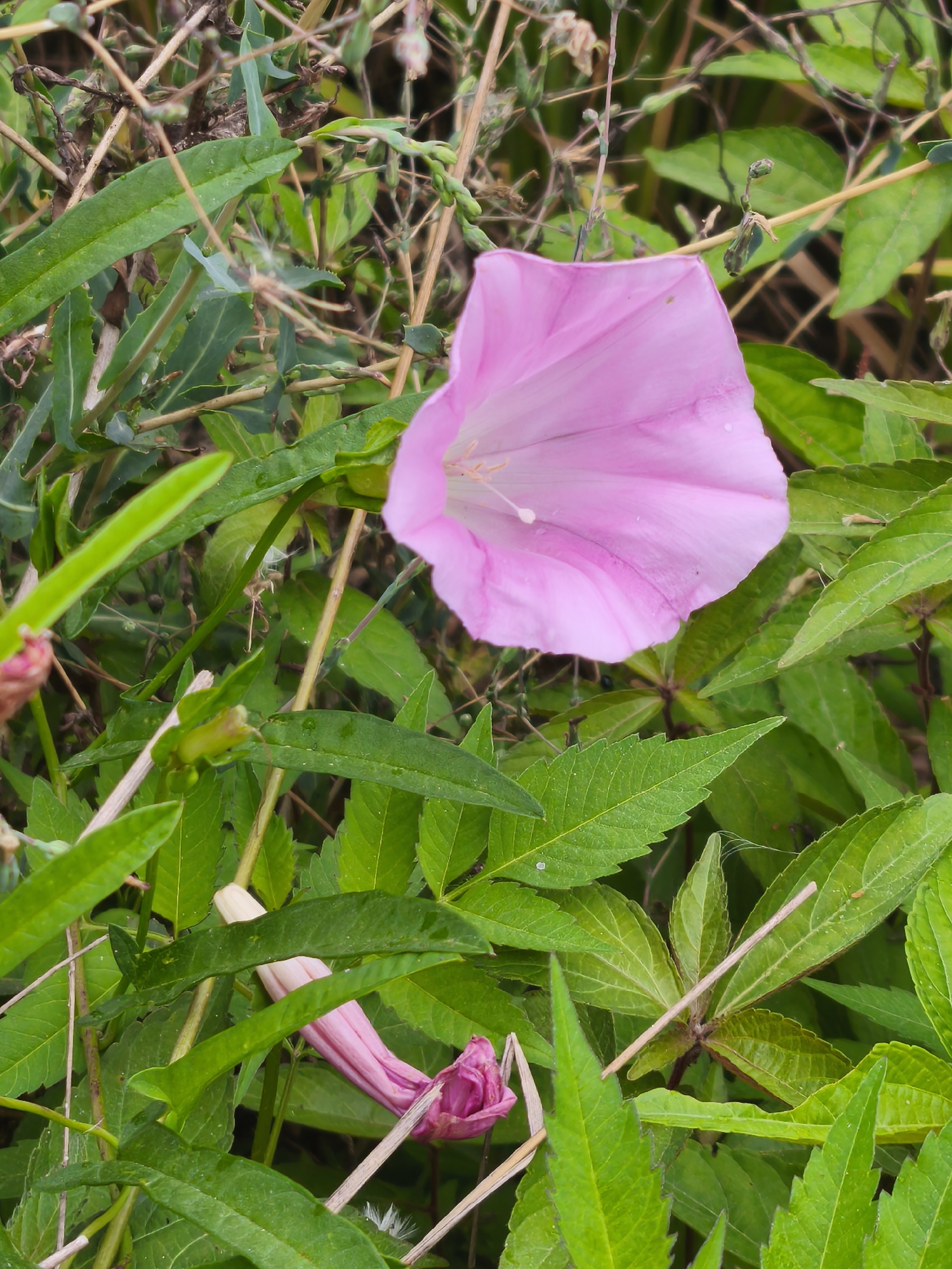 In Asan-si, South Korea, a close-up view captures a delicate pink bindweed flower blooming amidst lush green foliage and dry, thin stalks. The flower, characterized by its funnel shape and translucent petals, is positioned slightly to the left of the frame, with its center slightly out of focus. Another, unopened bud, also pink, is visible curled at the bottom of the image. The surrounding leaves are a vibrant green, some showing subtle water droplets, indicating recent moisture. The background is a tangle of dry grass and stems, suggesting an outdoor, natural setting like a field or roadside. The lighting is soft and diffused, casting no harsh shadows. There are no people or animals present in the scene.