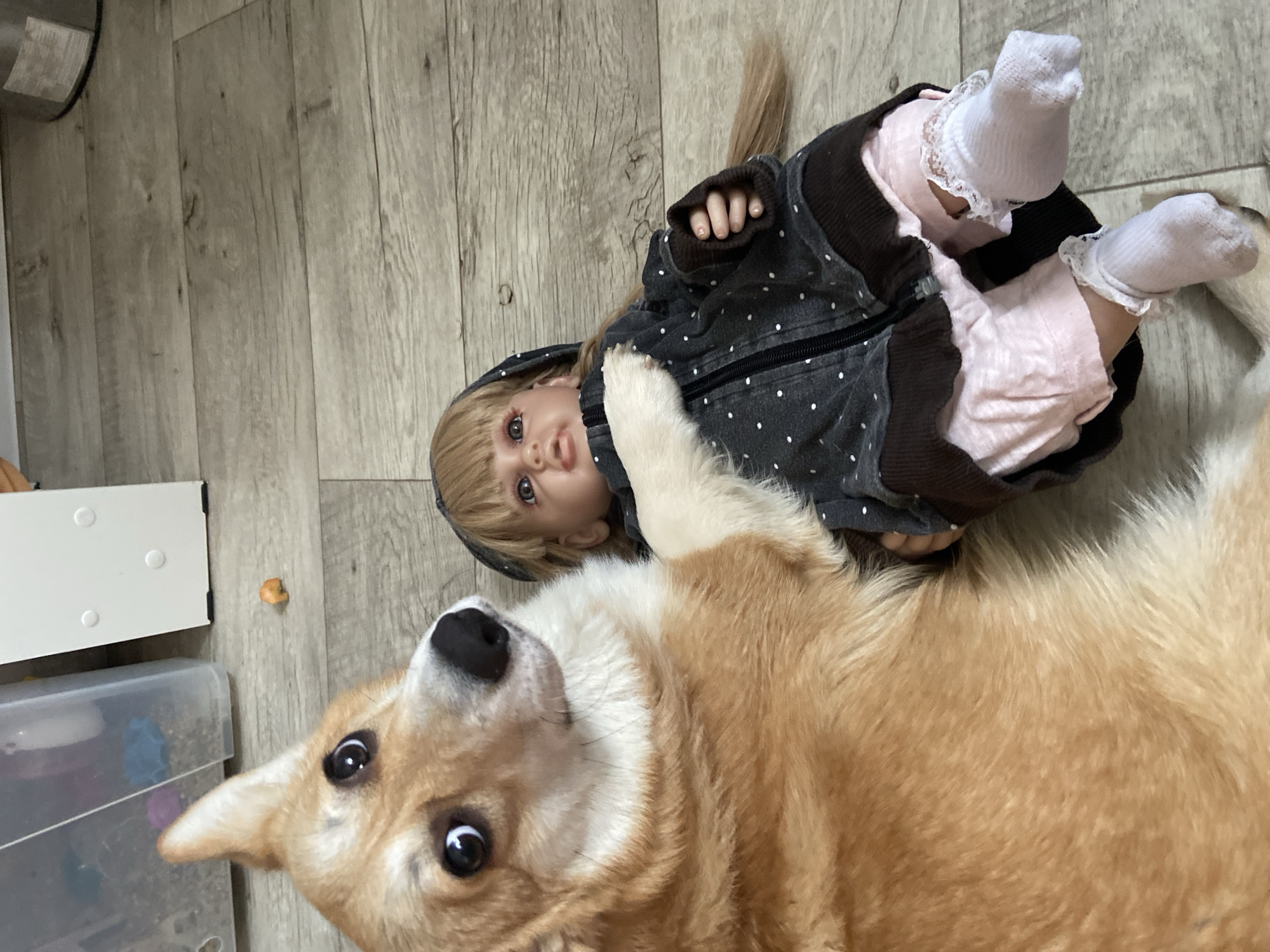 On a light gray wood floor, a Pembroke Welsh Corgi dog lies next to a doll. The dog has short tan and white fur, a long snout, and black eyes. The doll has blonde hair, and is wearing a gray polka-dotted hooded sweatshirt over a pink outfit with white socks. A clear plastic storage container is visible in the lower left corner of the frame, with a white plastic storage container on top. This photograph was taken in the city of Chaikovsky, Russia.