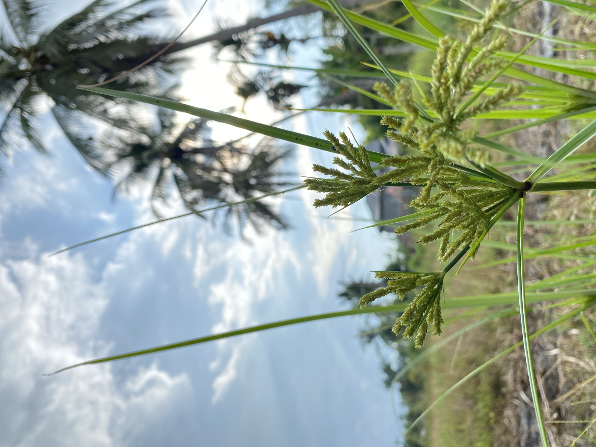 A close-up, low-angle shot captures the details of a grassy plant in the foreground, with its green seed heads branching out. In the background, a hazy scene unfolds. Tall coconut palm trees, silhouetted against a bright sky with scattered clouds, dominate the upper portion of the image. The sky appears a bright blue with wispy white clouds. The ground is covered in dry grass and some scattered vegetation. A building is faintly visible in the distance, partially obscured by the foliage and haze. The overall impression is that of a natural outdoor environment, possibly in a tropical or subtropical region, with the soft focus of the background suggesting a bright, sunny day. The location is identified as Kualajeumpa, Indonesia.