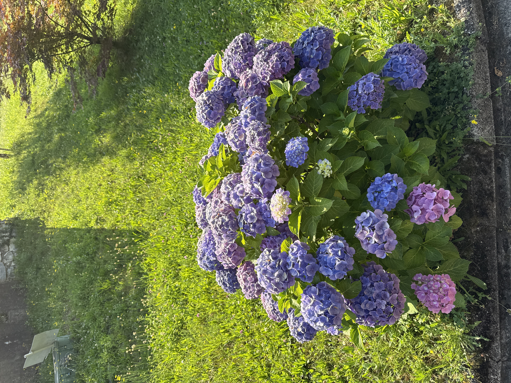 This image captures a vibrant display of hydrangeas in bloom, set against a backdrop of lush green grass and dappled sunlight. The hydrangeas, primarily in shades of deep purple and blue, with some hints of pink and a single cluster of white flowers, form a dense bush occupying the lower half of the frame. Their large, pom-pom-like flower heads are numerous and full, suggesting a healthy and mature plant.
The surrounding environment is a garden, likely a residential yard, given the presence of a stone border in the foreground and a wall with a mounted object in the background. The grass is well-maintained but appears natural, with some small wildflowers scattered throughout. In the middle ground, a small tree with reddish-brown foliage adds a touch of color and texture. Sunlight filters through the leaves of this tree, casting shadows across the grassy slope. In the upper left corner, a light-colored, angled object is visible, possibly a sign or a piece of garden equipment, positioned near a rough-textured wall. There are no people visible in the image.
The overall scene evokes a sense of natural beauty and tranquility, characteristic of a garden setting in late spring or summer. The location, Cunardo, Italy, suggests a European garden aesthetic, possibly with the influence of Mediterranean flora. The lighting indicates it is daytime, likely morning or late afternoon, due to the long shadows.