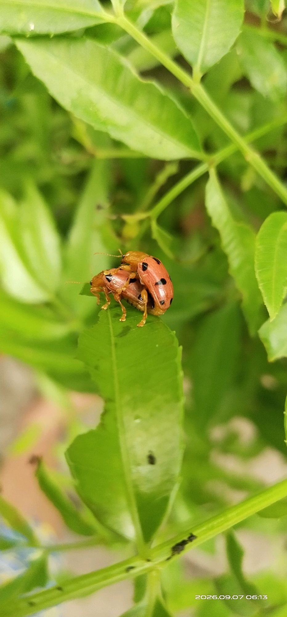 In Matabu, Indonesia, on a bright day, two ladybugs are engaged in mating on a vibrant green leaf. The ladybugs are reddish-brown with black spots, and their bodies are positioned one atop the other. The leaf is broad with serrated edges and is part of a larger plant with multiple stems and leaves that fill the background, creating a natural, outdoor setting. The overall scene is one of wildlife reproduction in a lush environment.