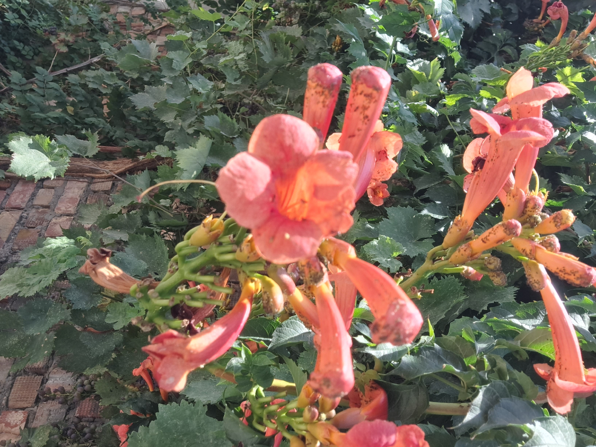 A close-up, vertical, outdoor, low-angle shot captures a cluster of trumpet-shaped orange flowers on a vine, with a brick wall and green foliage forming the background. The flowers are the primary subject, with several in sharp focus and others blurred due to depth of field. Some of the flowers appear to be fully bloomed, while others are still in bud or have wilted. Small dark specks, likely pollen or dust, are visible on the petals of some of the flowers. The leaves of the vine are a deep green and appear slightly dusty, suggesting an urban or semi-urban environment. The brick wall is visible in the lower portion of the frame, with red and brown bricks showing signs of age and weathering. The overall scene suggests a warm, sunny day. The location is identified as Bishkek City, Kyrgyzstan. There are no people or animals visible in the image, nor any overt human activity.